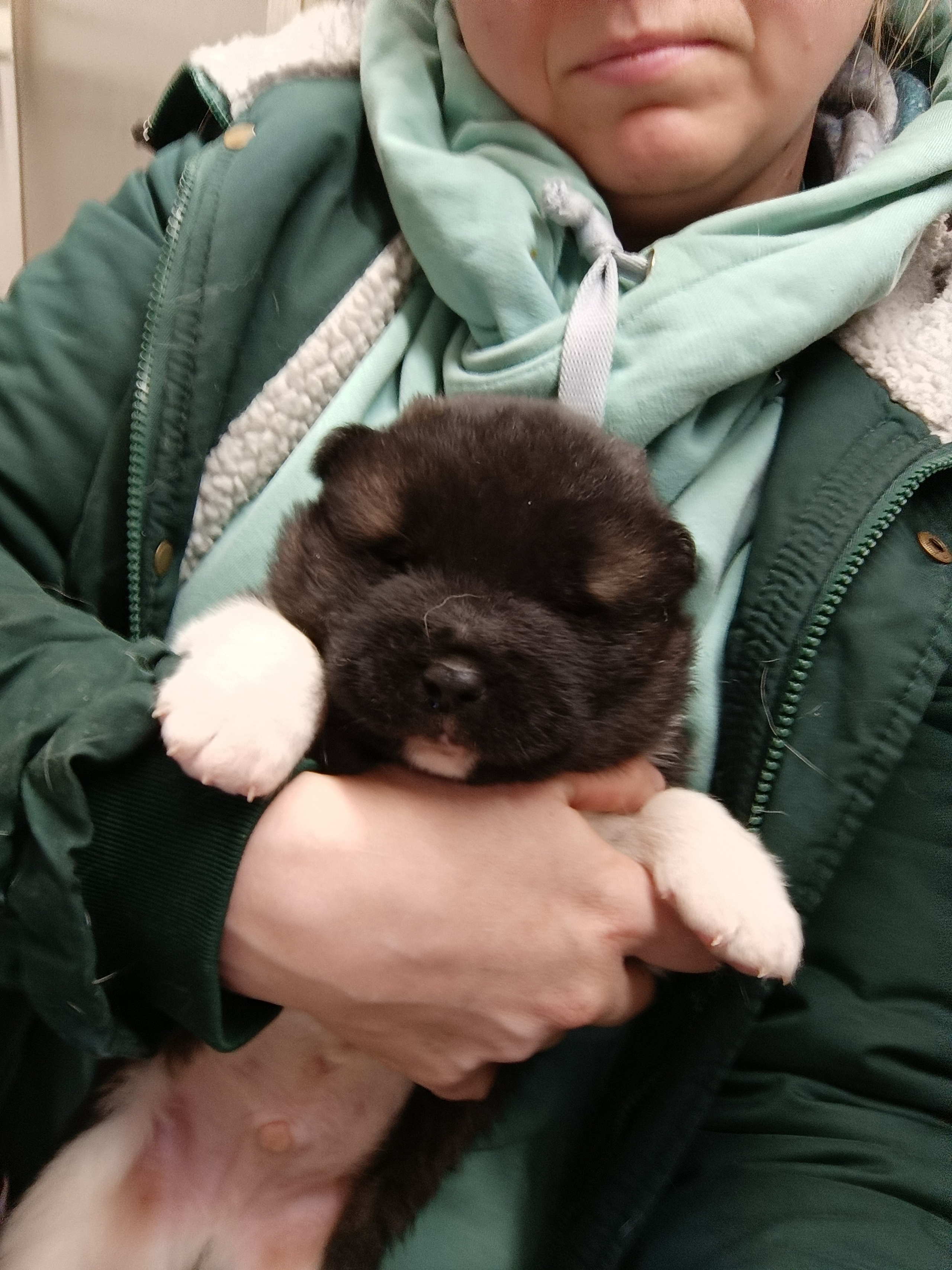 Американская акита  щенки питомник Санкт-Петербург клубные щенки Американская акита питомник RUBYLIGHT Рубилайт купить щенка американской акиты