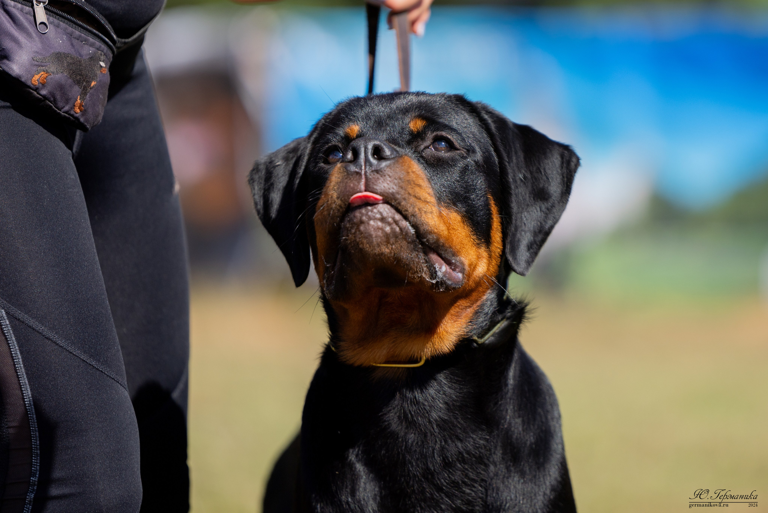 ПК и КЧК ротвейлеры Тверь 6-7.07.2024. Фотограф-анималист Юлия Германика