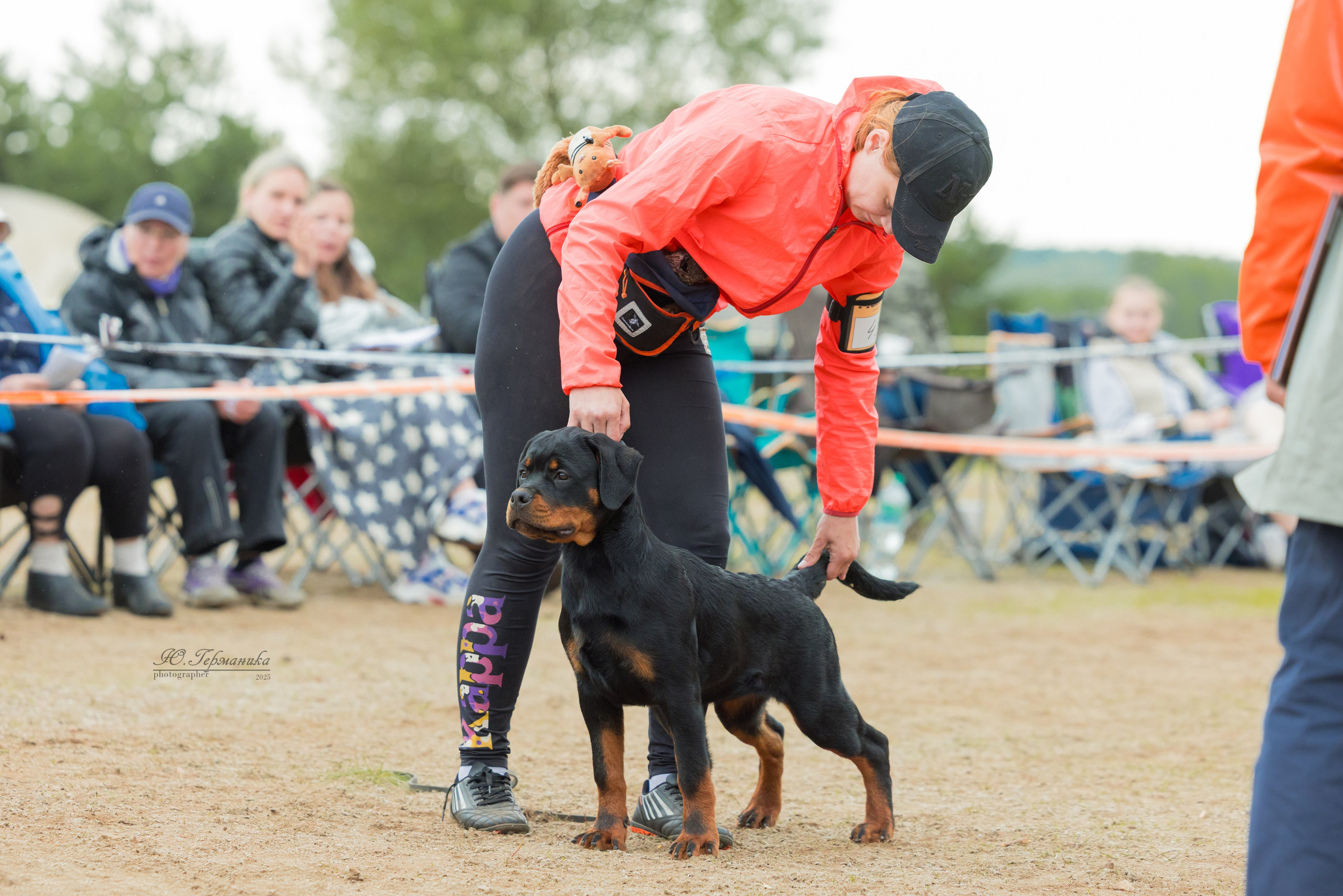 Тверь ротвейлеры 5-6.07.2025. Фотограф-анималист Юлия Германика