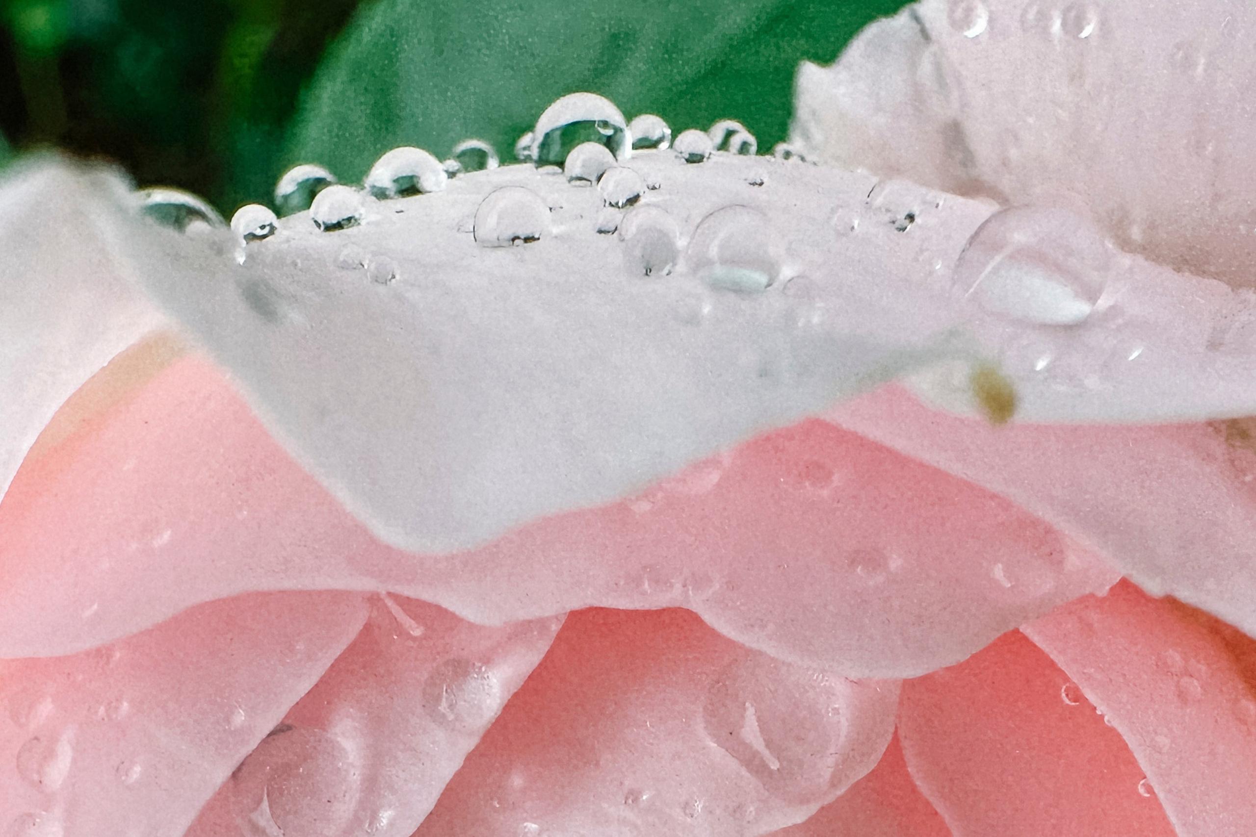 Природа. Команда фотографов Кристины Ивановой