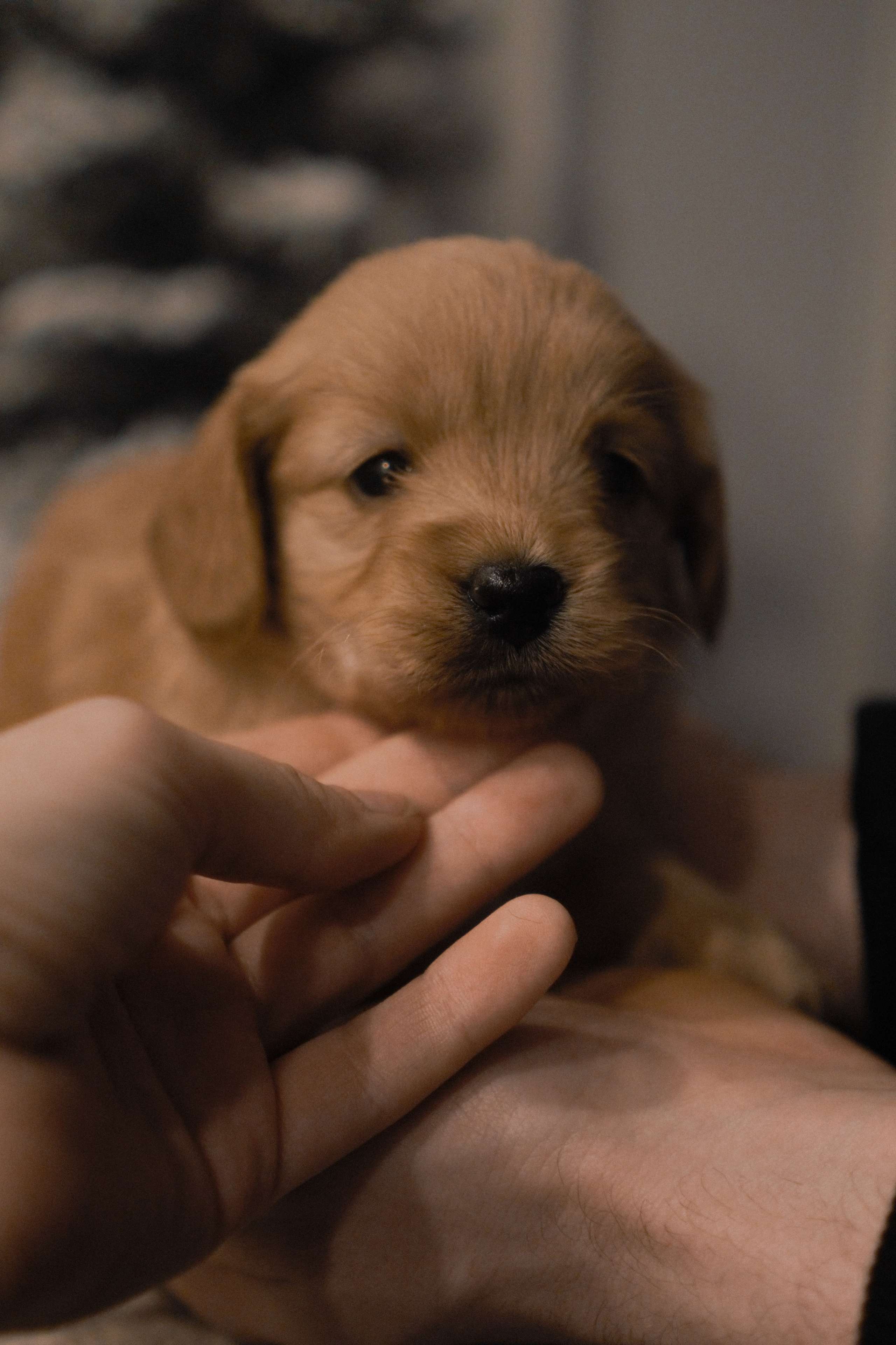 Щенки. Заводчик Labradoodle в Санкт-Петербурге — Костылева Ульяна
