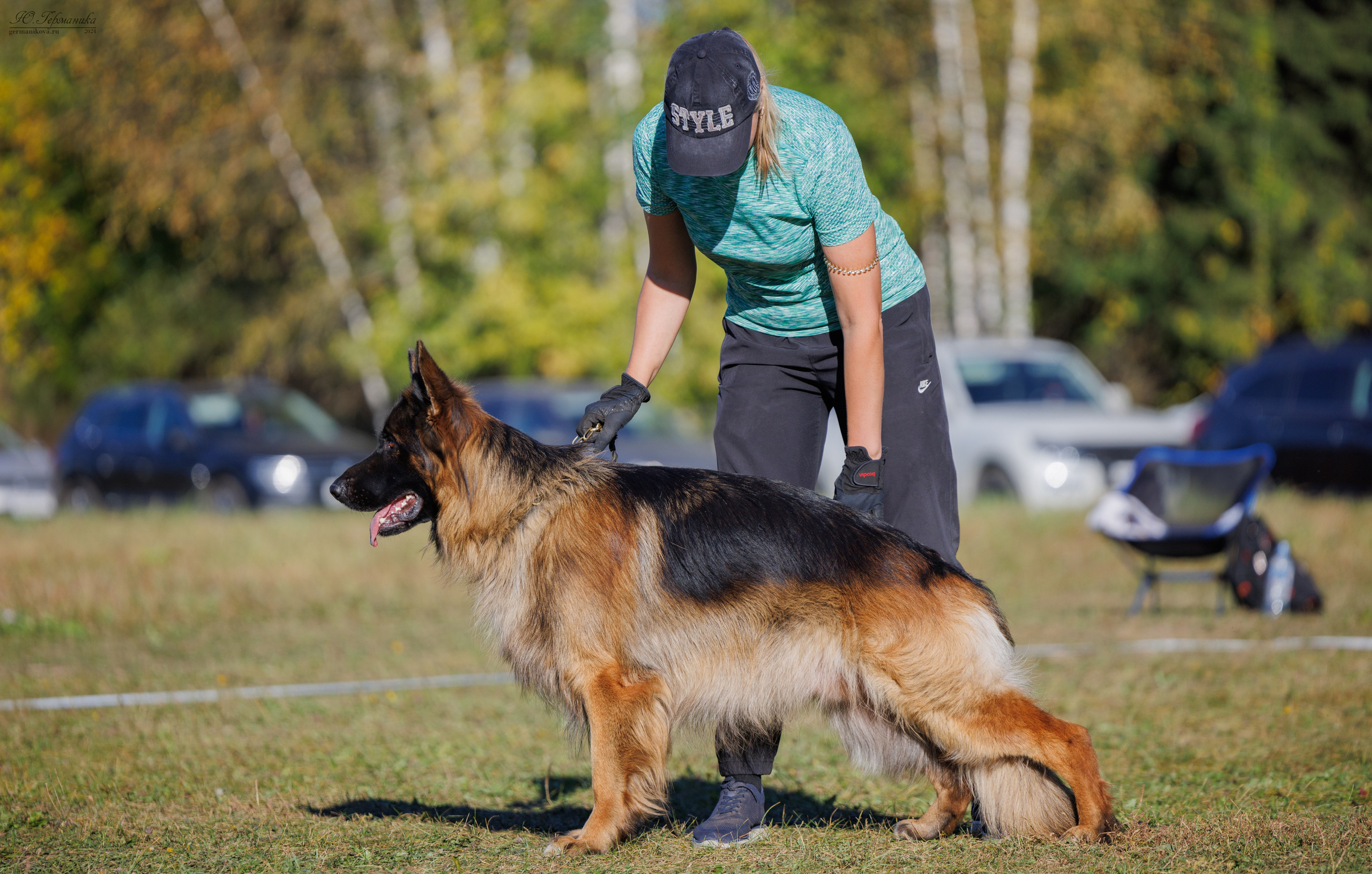 Тверь немецкие овчарки 22.09.2024. Фотограф-анималист Юлия Германика