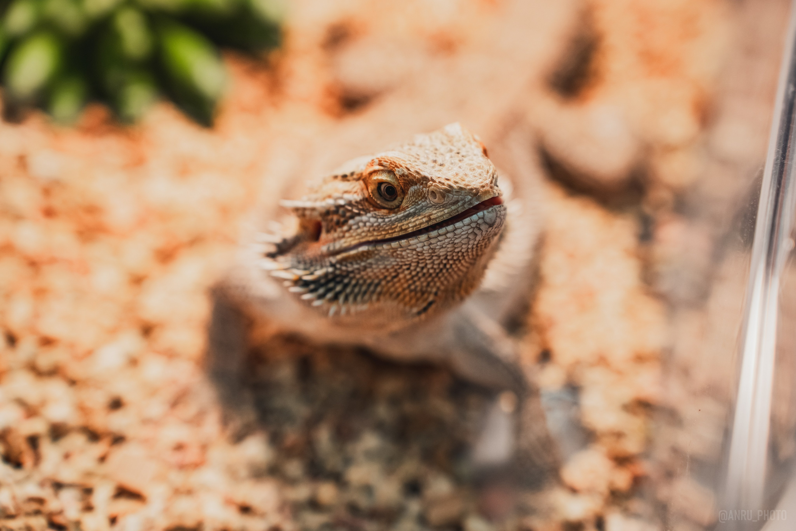 Fox Family fest. Репортажный фотограф Анастасия Рубцова
