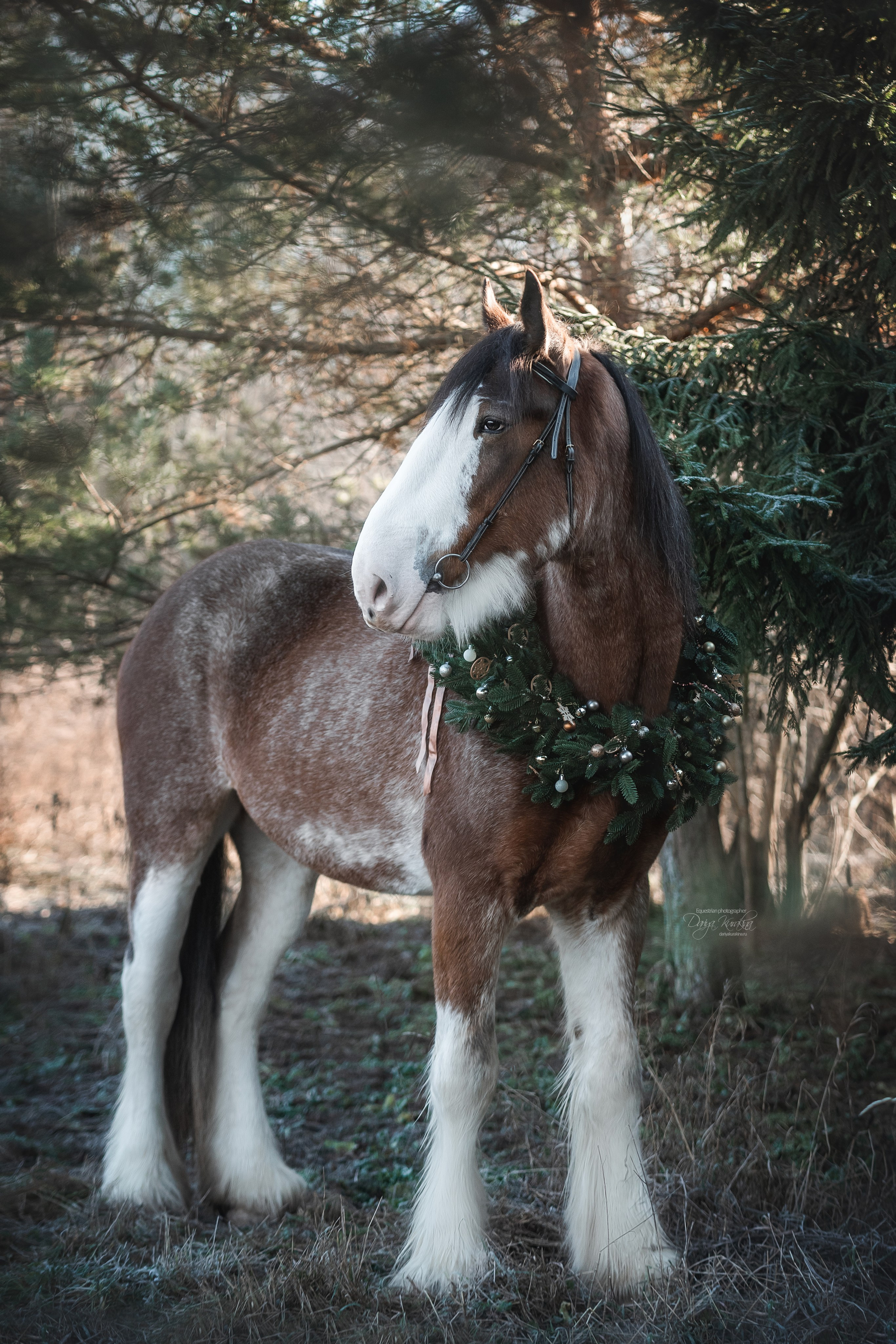 Komardins. Конный фотограф Куракина Дарья • Фотосессии с лошадьми
