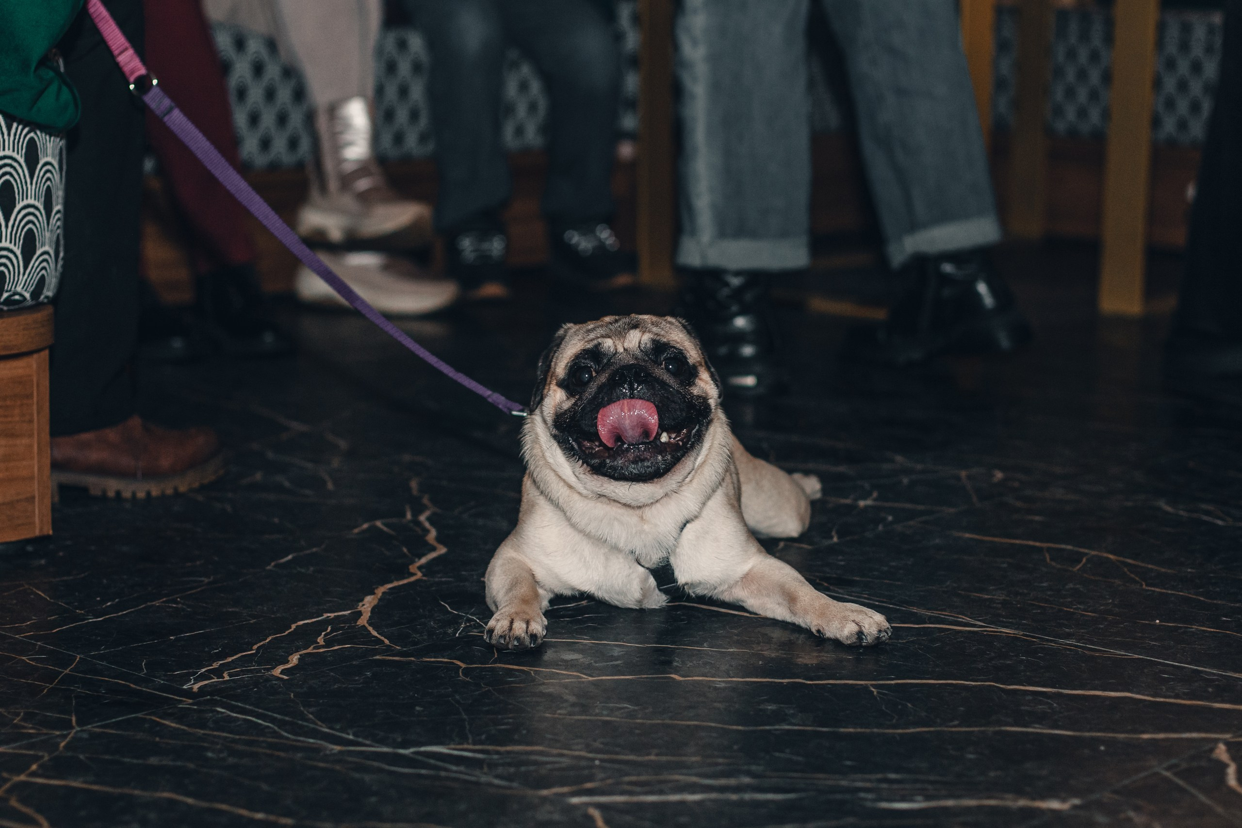 Мопсовстреча 02.12.2023. Фотограф-анималист Татьяна Степанова