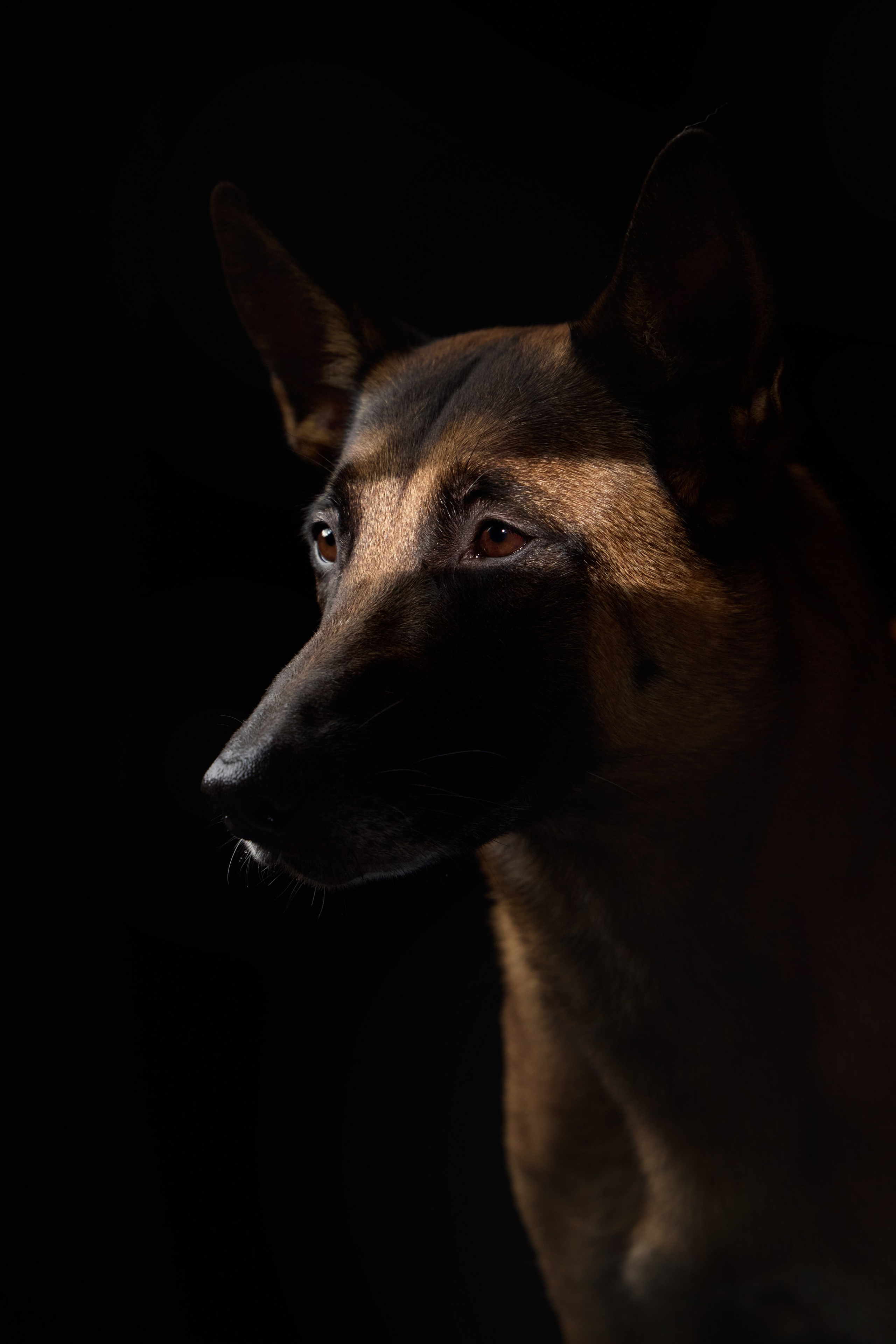 Presence. Dog Photographer Anna Averianova | Art & Commercial Pet Photography