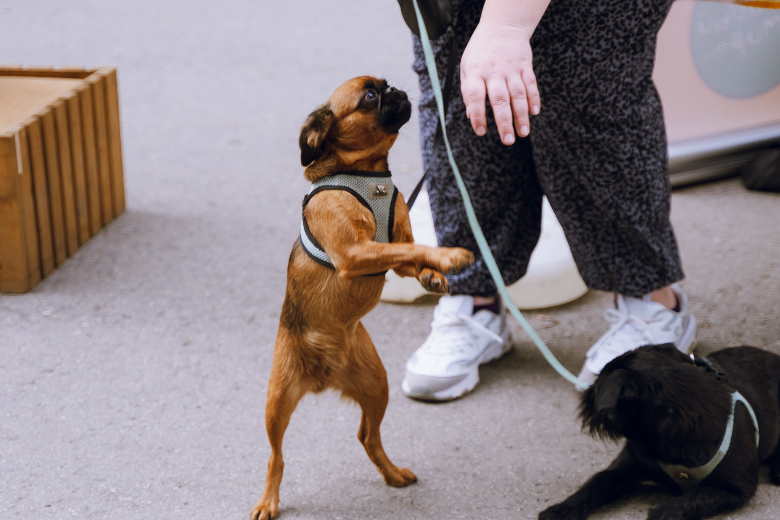 Площадка фестиваля «Мампус и его друзья» в Лесопарке 2025. Фотограф Надежда Погребняк | Рязань | Москва