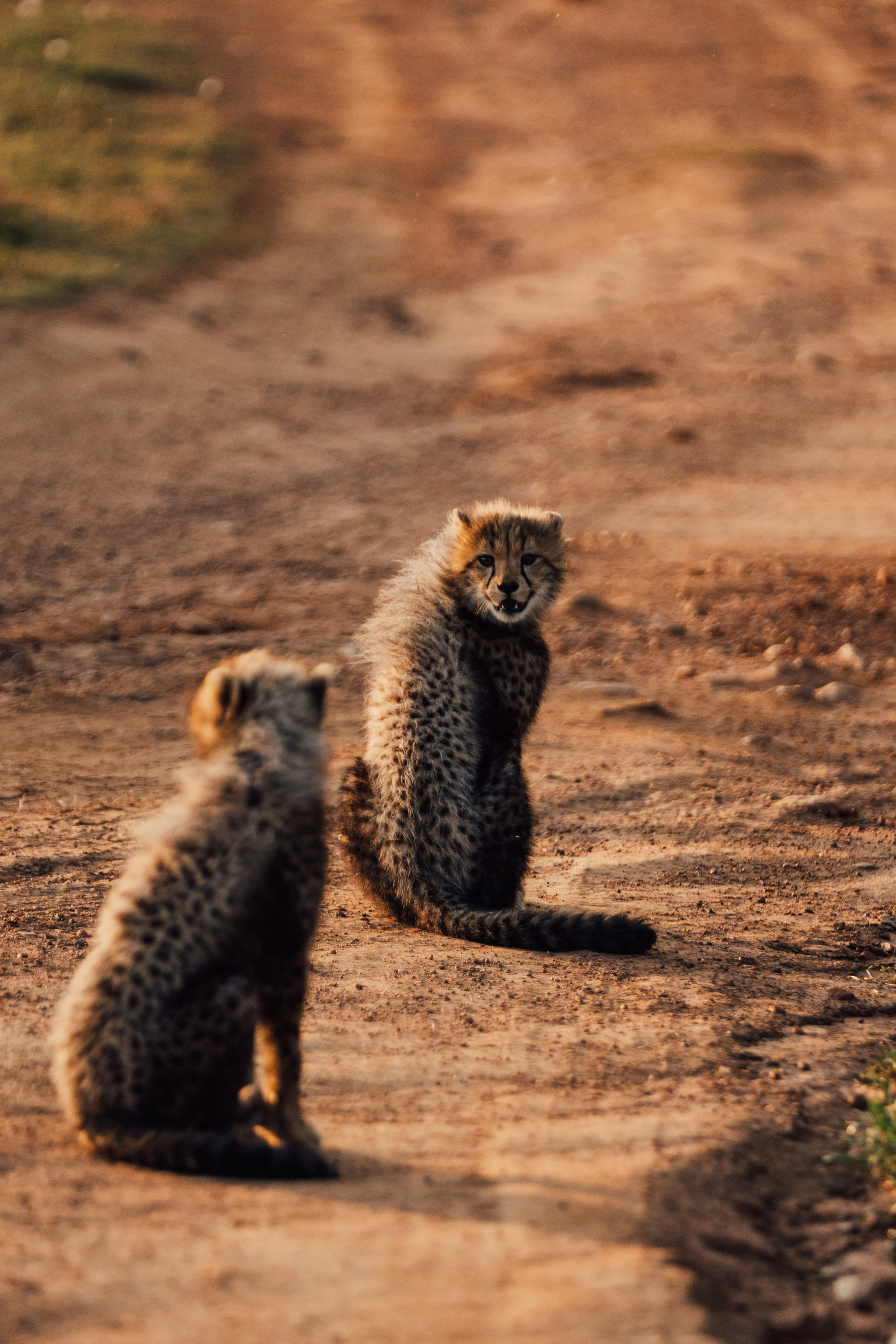 Africa/UAR. @oljiofilm: Олег Иванов — фотограф