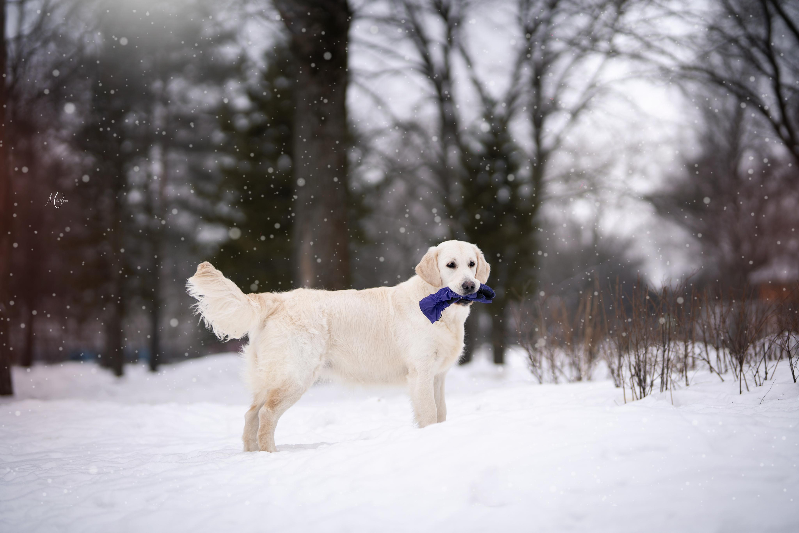 Татьяна и голдены. Фотограф-анималист в Санкт-Петербурге Яна Мартынова
