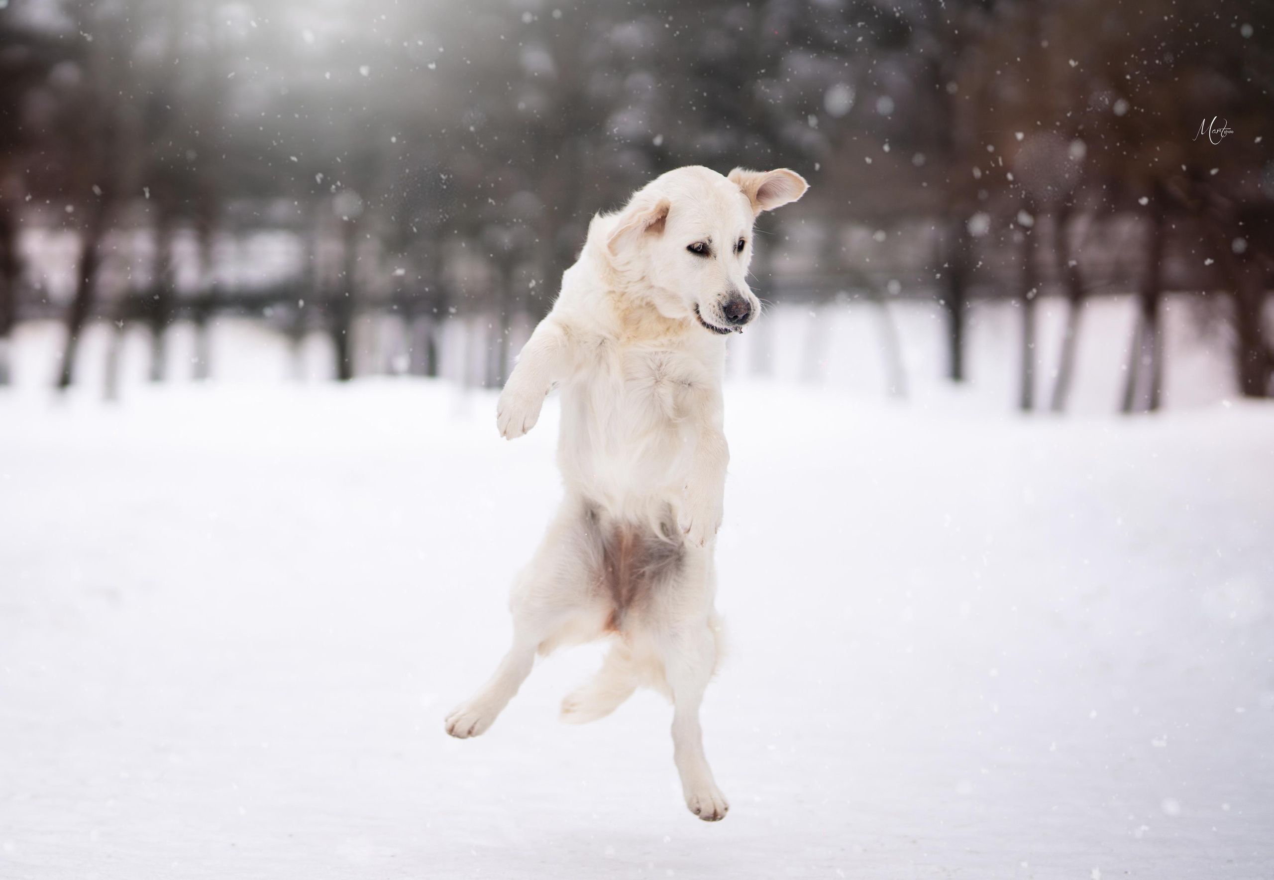 Татьяна и голдены. Фотограф-анималист в Санкт-Петербурге Яна Мартынова