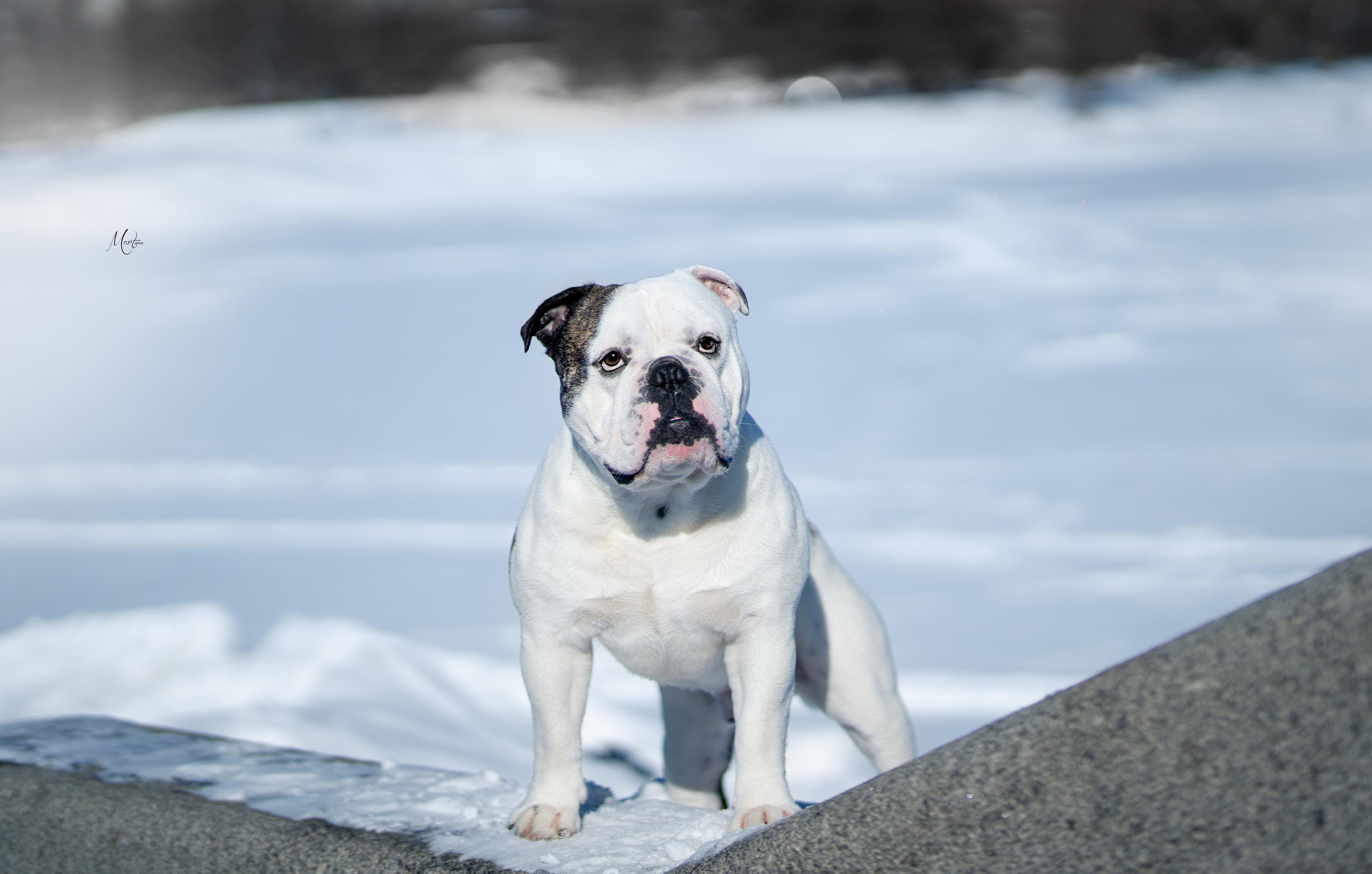 Наташа и Прайм. Фотограф-анималист в Санкт-Петербурге Яна Мартынова