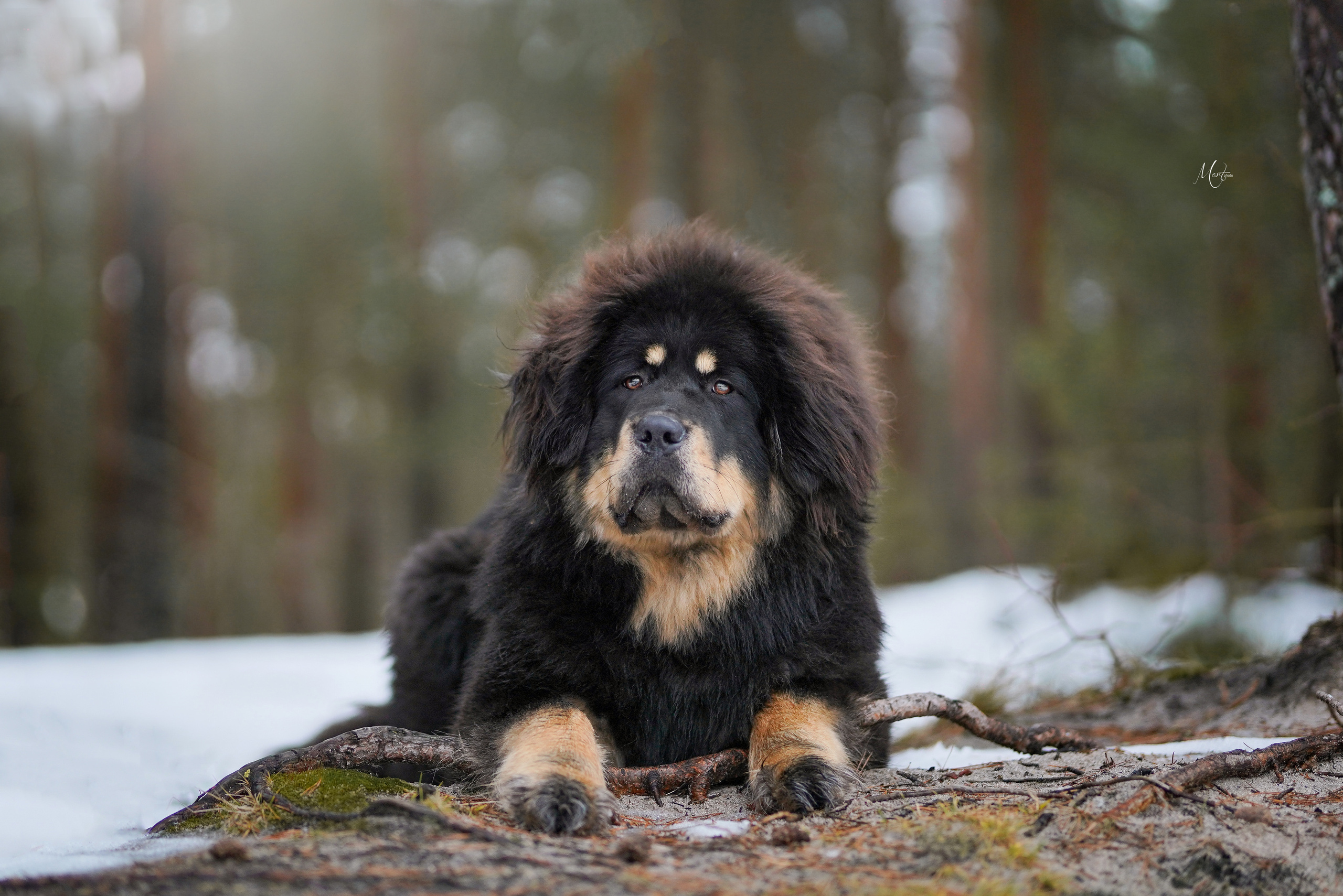 Тибеты. Фотограф-анималист в Санкт-Петербурге Яна Мартынова