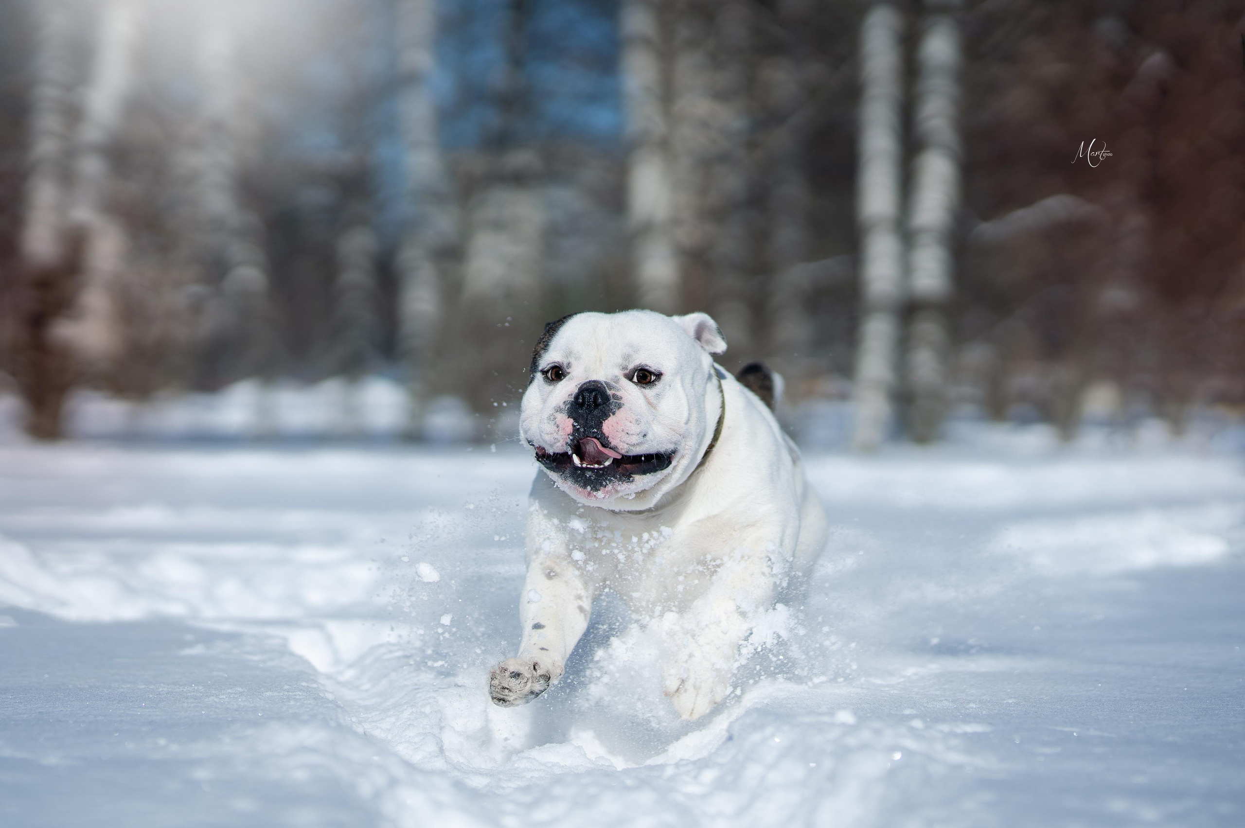 Наташа и Прайм. Фотограф-анималист в Санкт-Петербурге Яна Мартынова