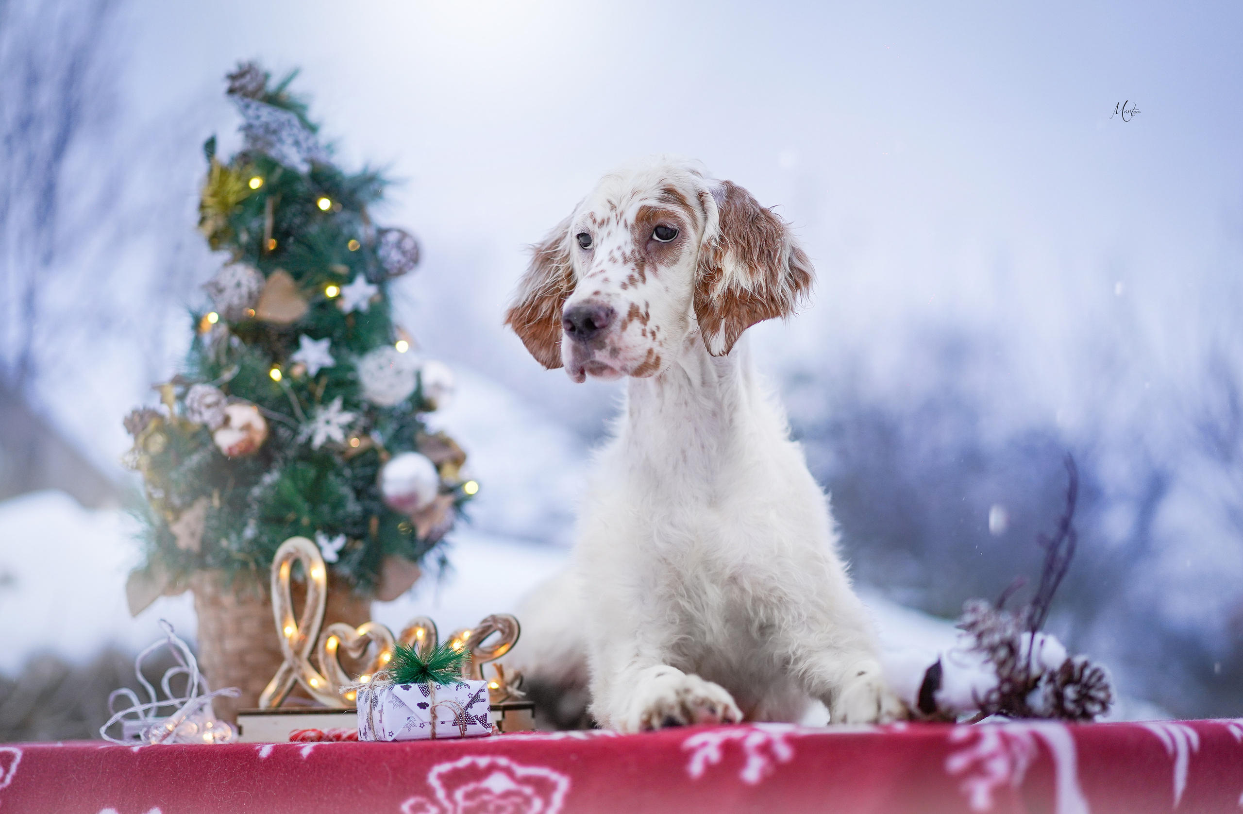 Щенки английского сеттера. Фотограф-анималист в Санкт-Петербурге Яна Мартынова