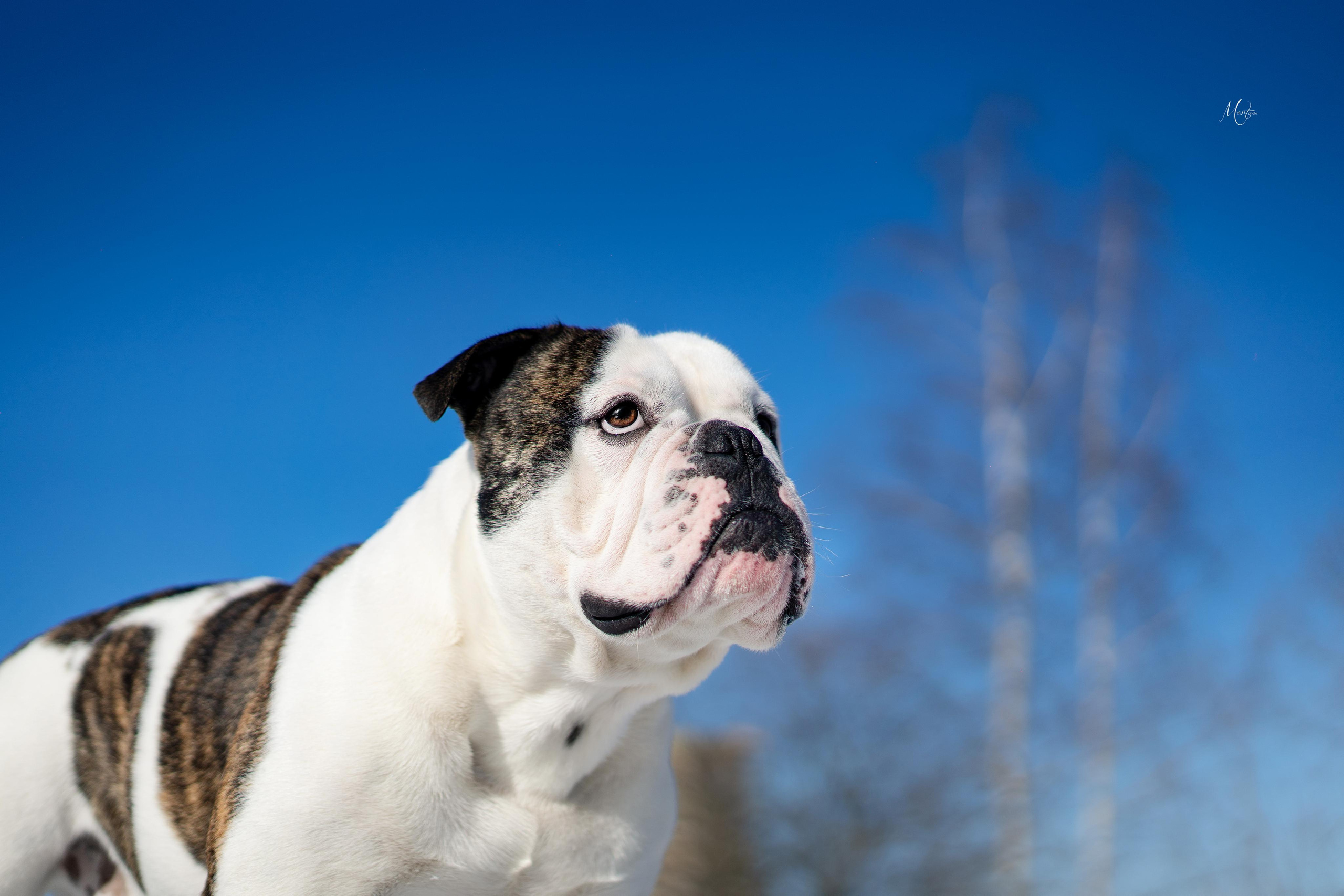 Наташа и Прайм. Фотограф-анималист в Санкт-Петербурге Яна Мартынова