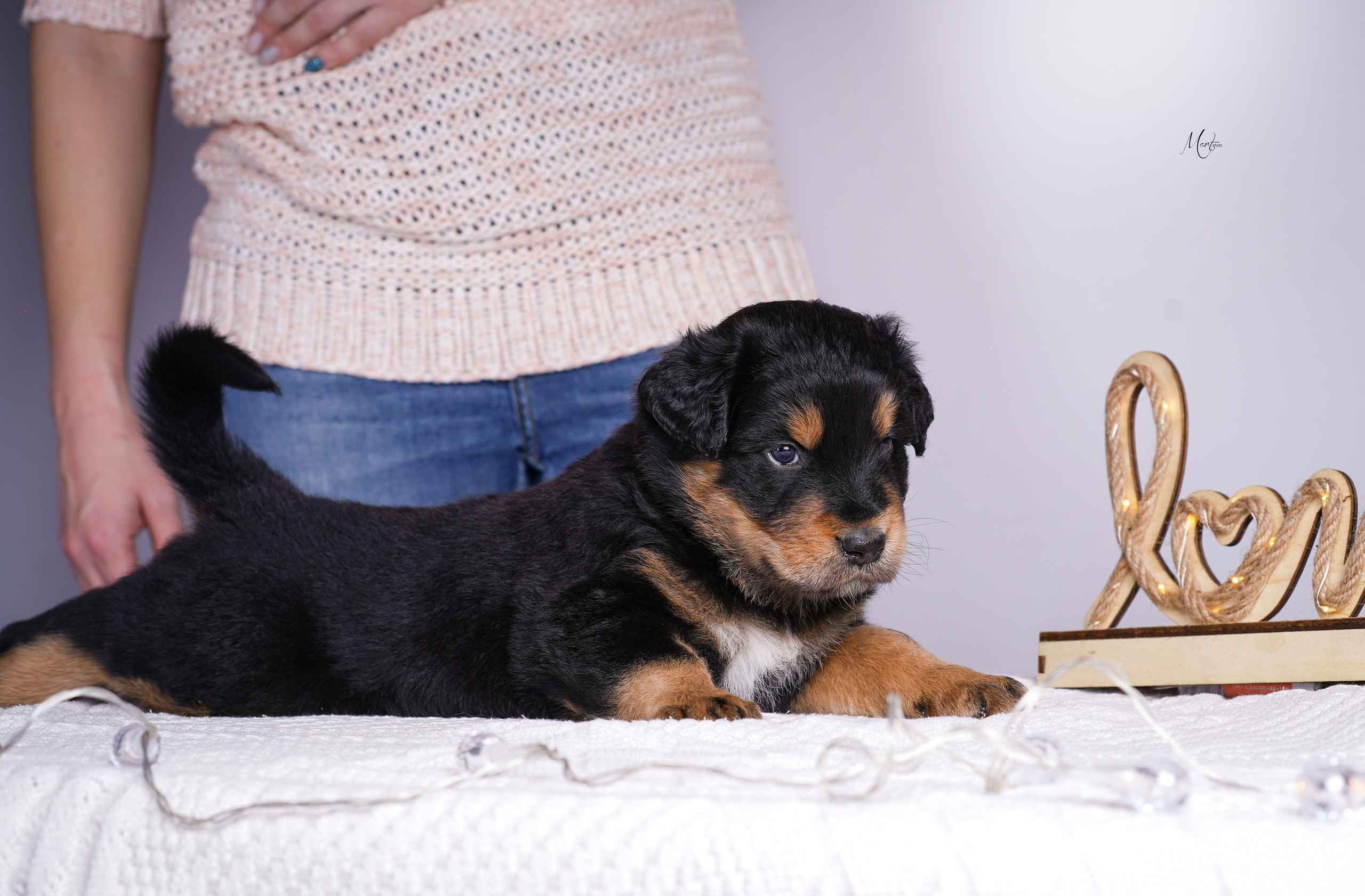 Щенки хотошо. Фотограф-анималист в Санкт-Петербурге Яна Мартынова