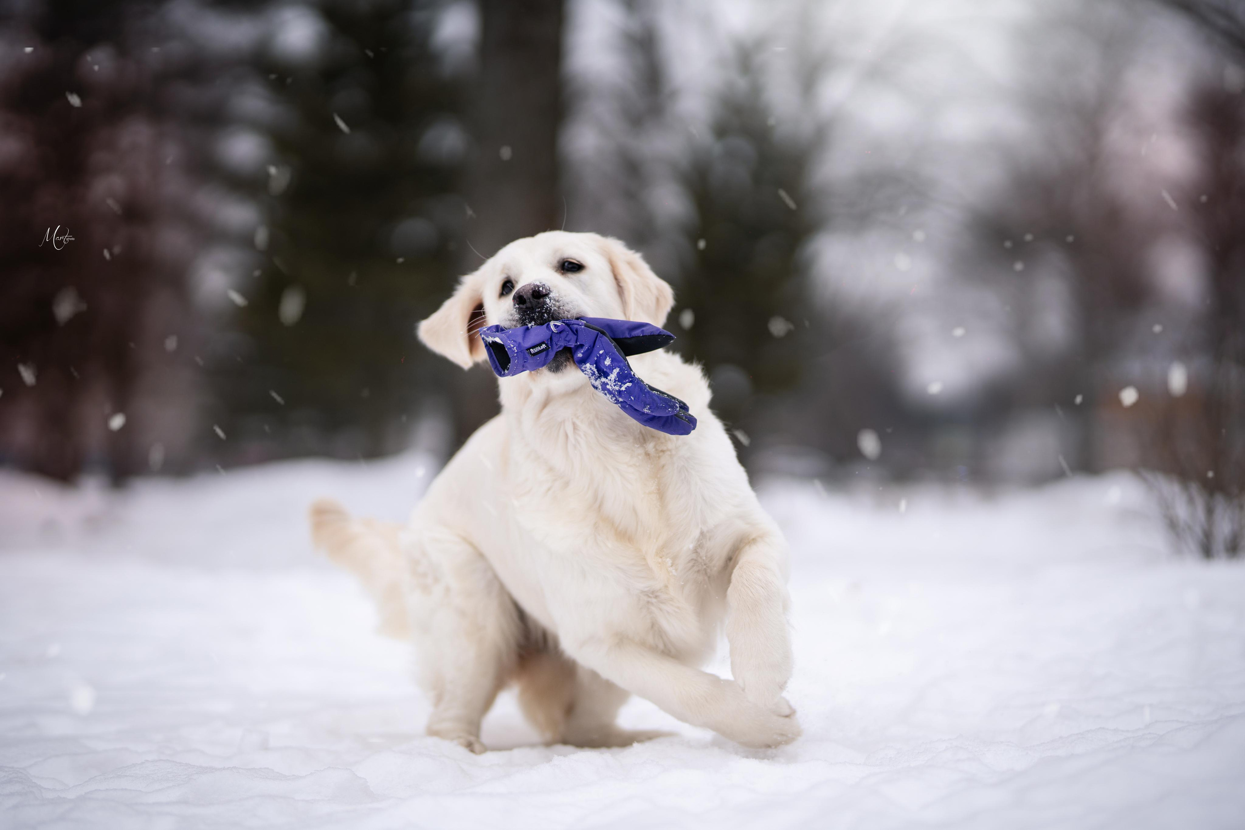 Татьяна и голдены. Фотограф-анималист в Санкт-Петербурге Яна Мартынова