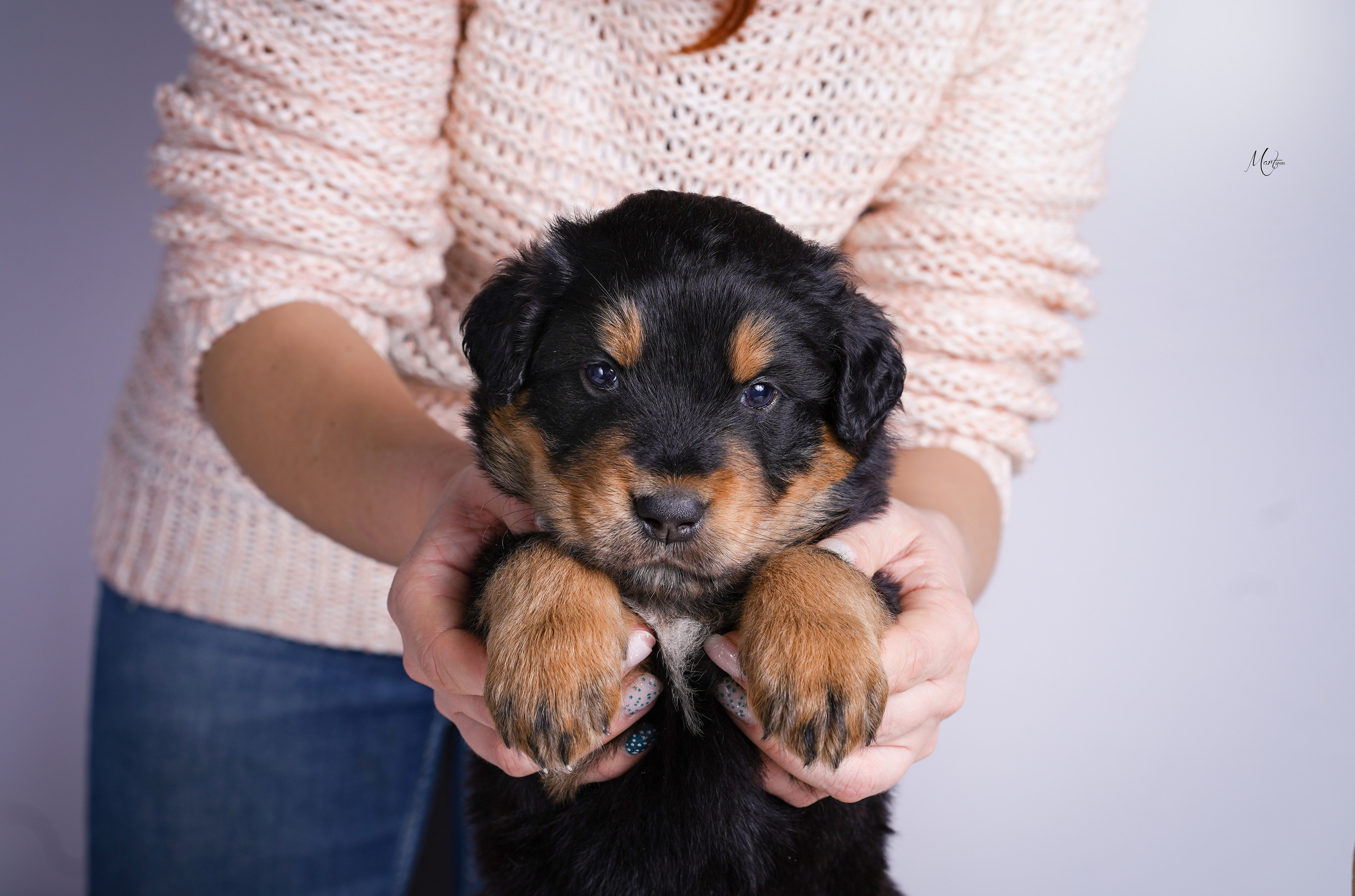 Щенки хотошо. Фотограф-анималист в Санкт-Петербурге Яна Мартынова