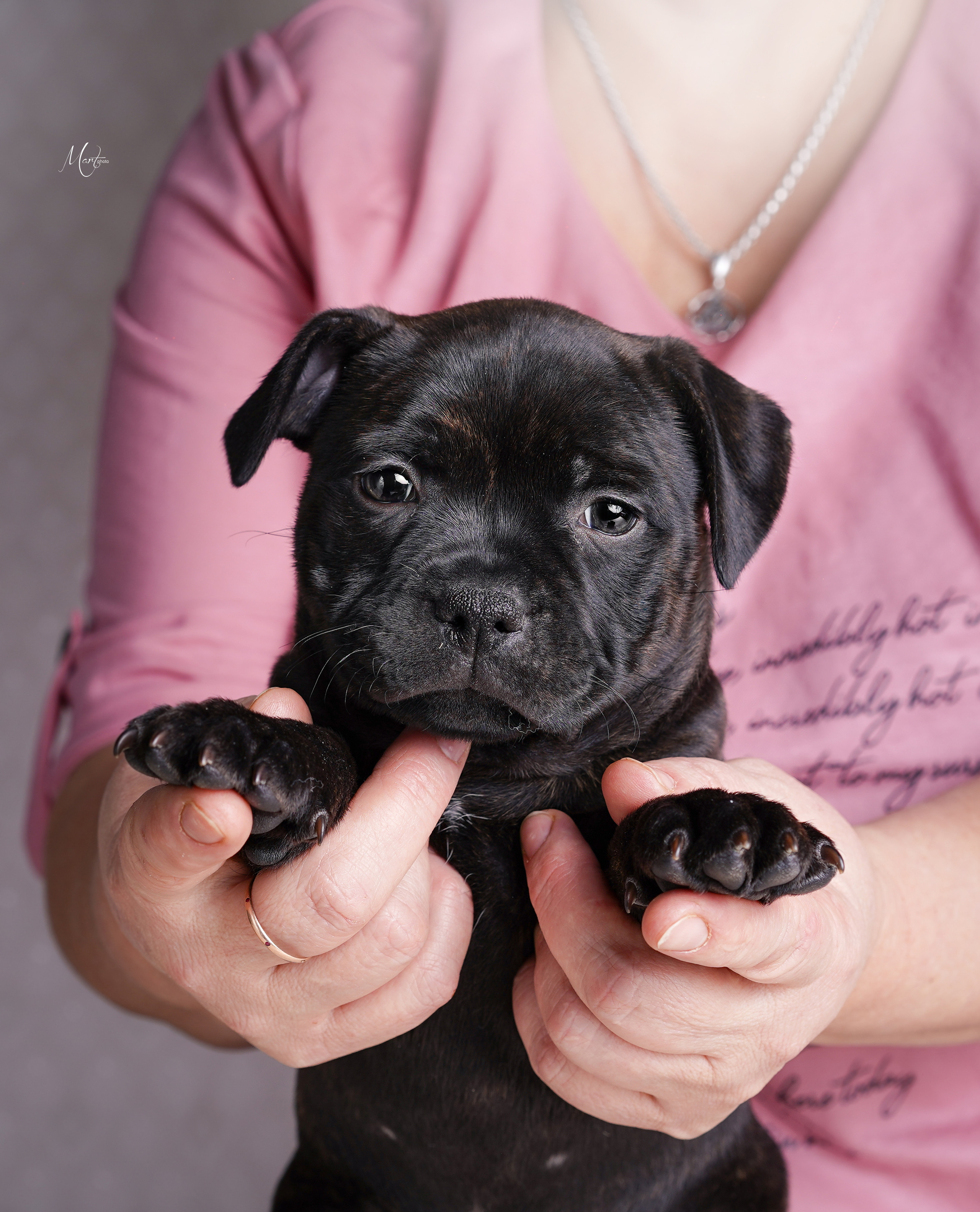Щенки стаффи. Фотограф-анималист в Санкт-Петербурге Яна Мартынова