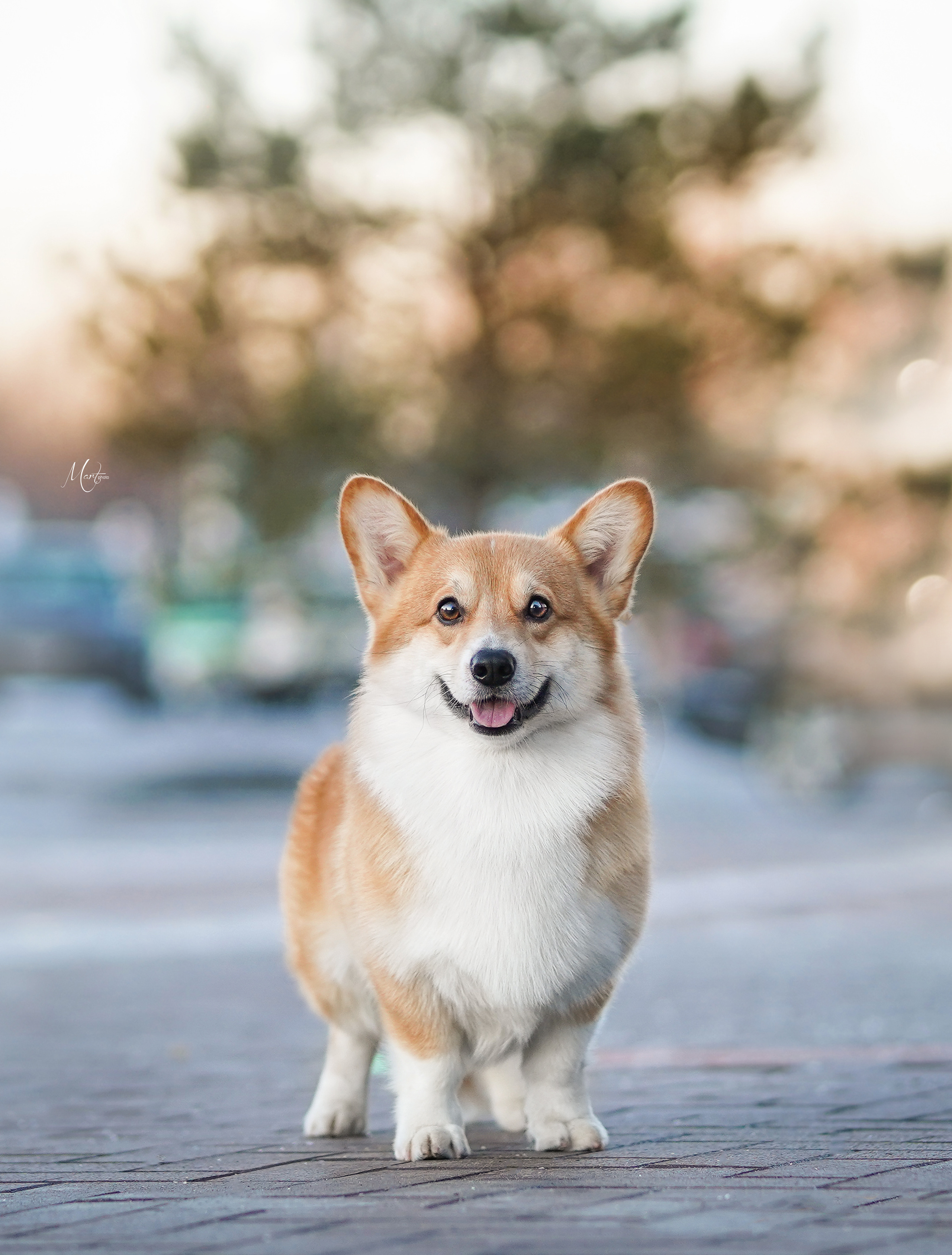 Экстерьерная съемка 2023. Фотограф-анималист в Санкт-Петербурге Яна Мартынова