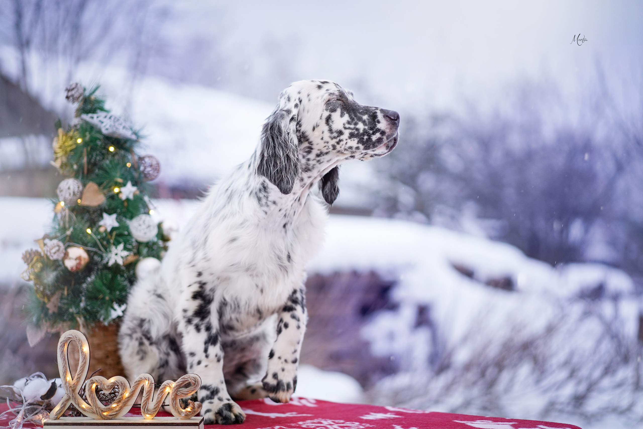 Щенки английского сеттера. Фотограф-анималист в Санкт-Петербурге Яна Мартынова