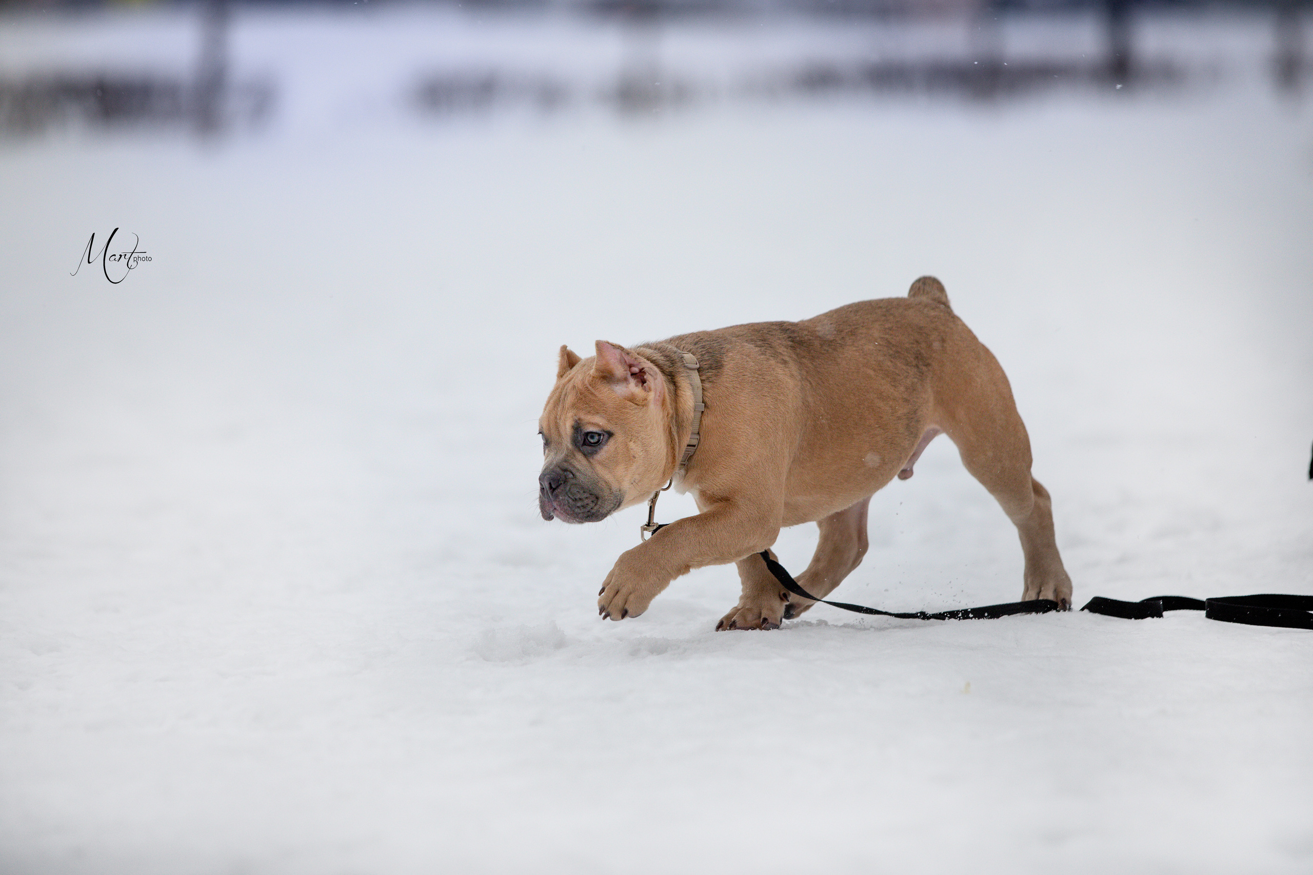 Щенки американского булли. Фотограф-анималист в Санкт-Петербурге Яна Мартынова
