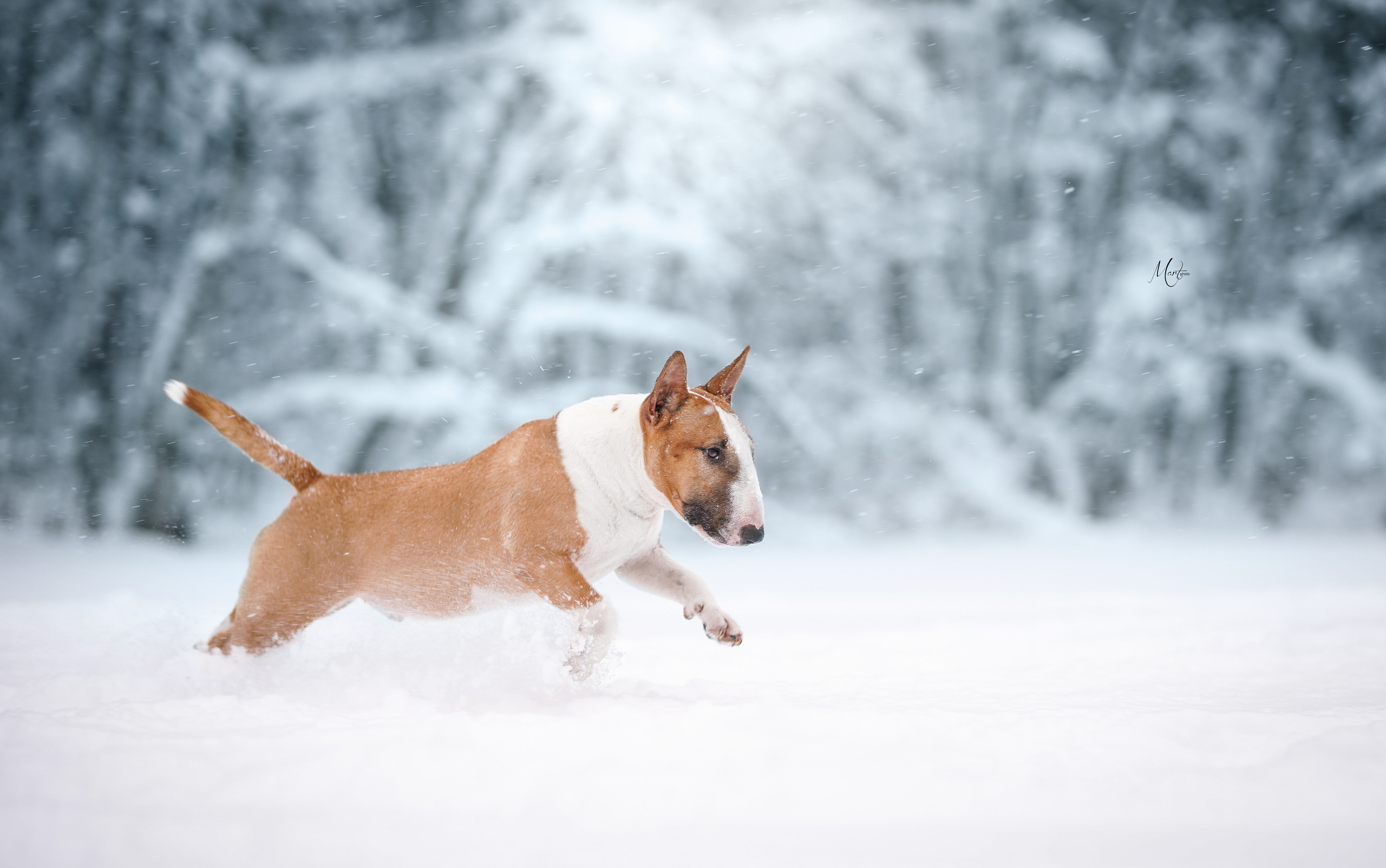 Юни зима. Фотограф-анималист в Санкт-Петербурге Яна Мартынова