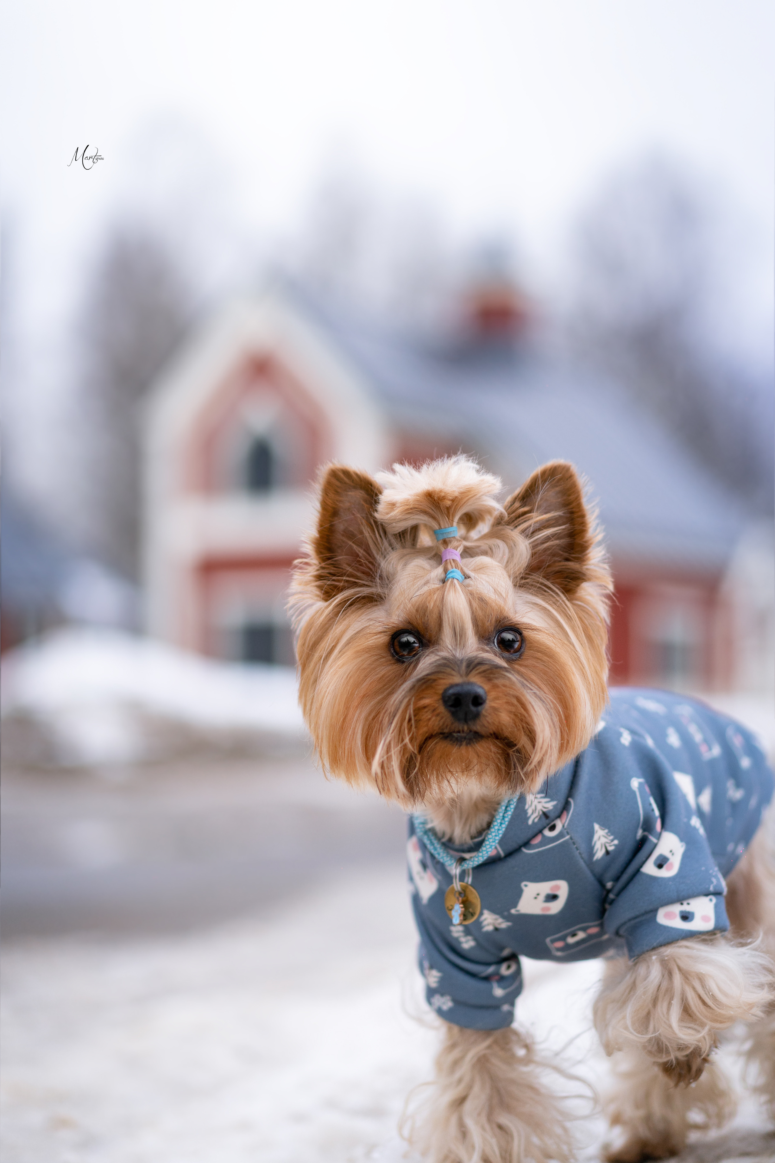 Эффи, Юни зима 23'. Фотограф-анималист в Санкт-Петербурге Яна Мартынова