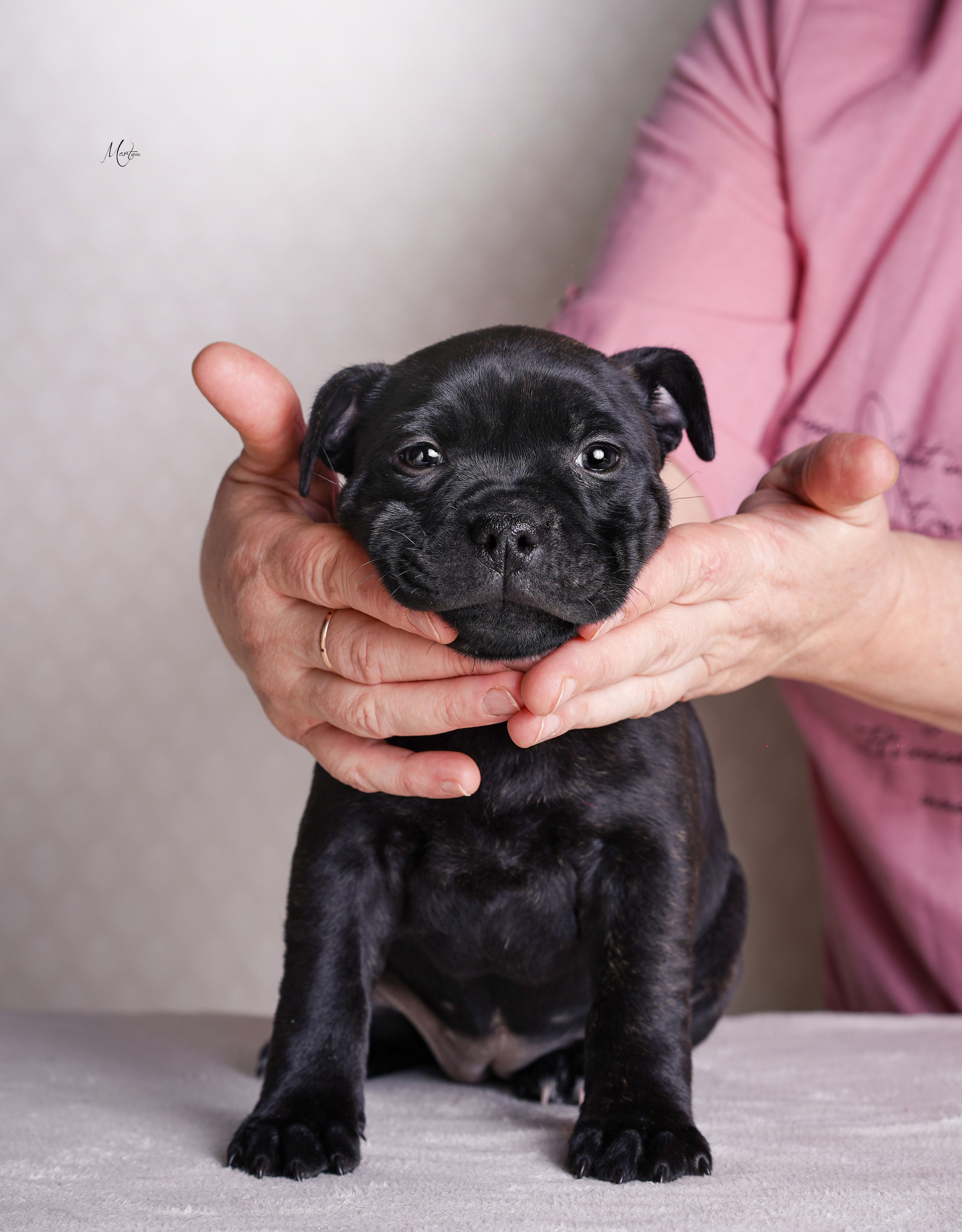 Щенки стаффи. Фотограф-анималист в Санкт-Петербурге Яна Мартынова
