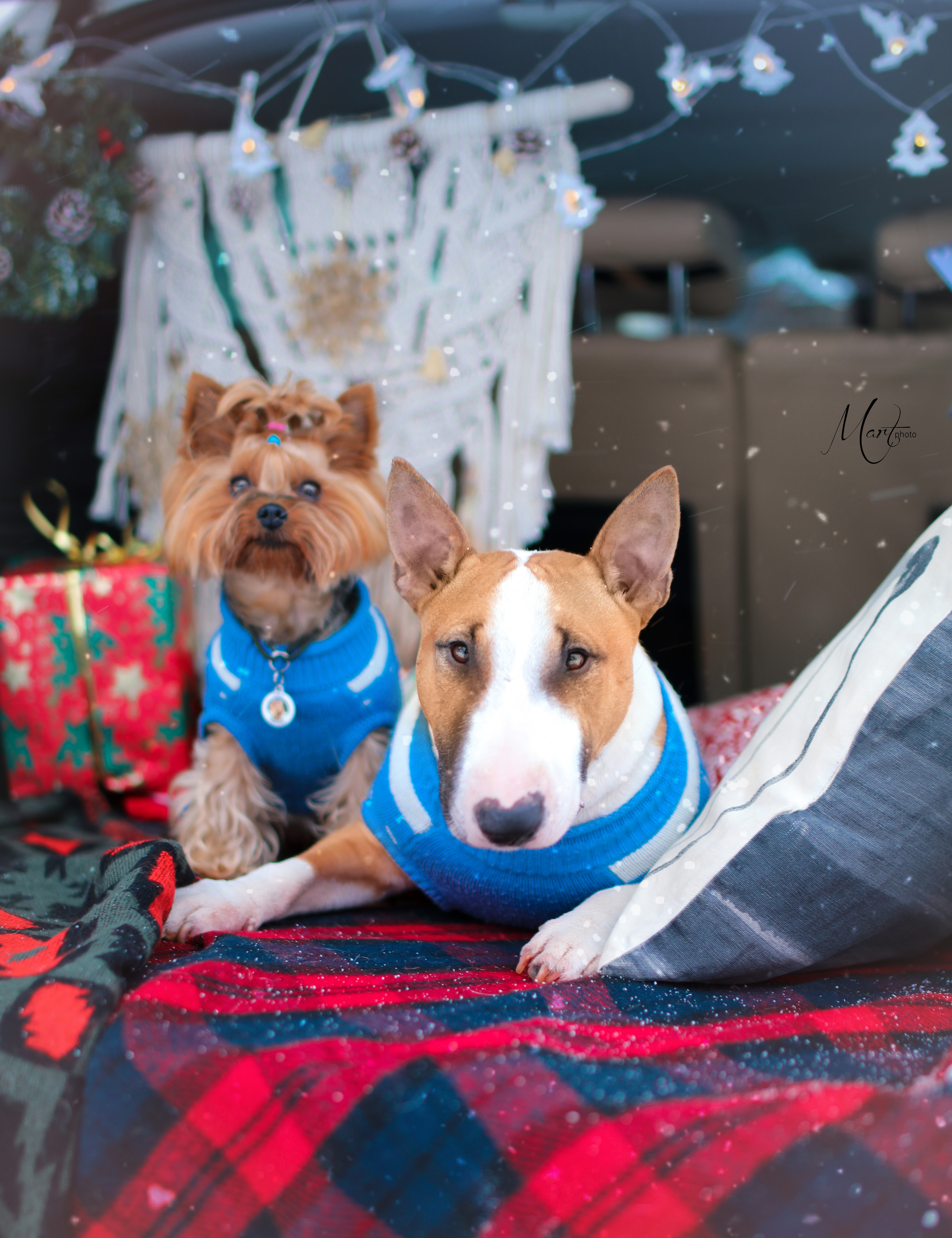 Эффи и Юни. Фотограф-анималист в Санкт-Петербурге Яна Мартынова