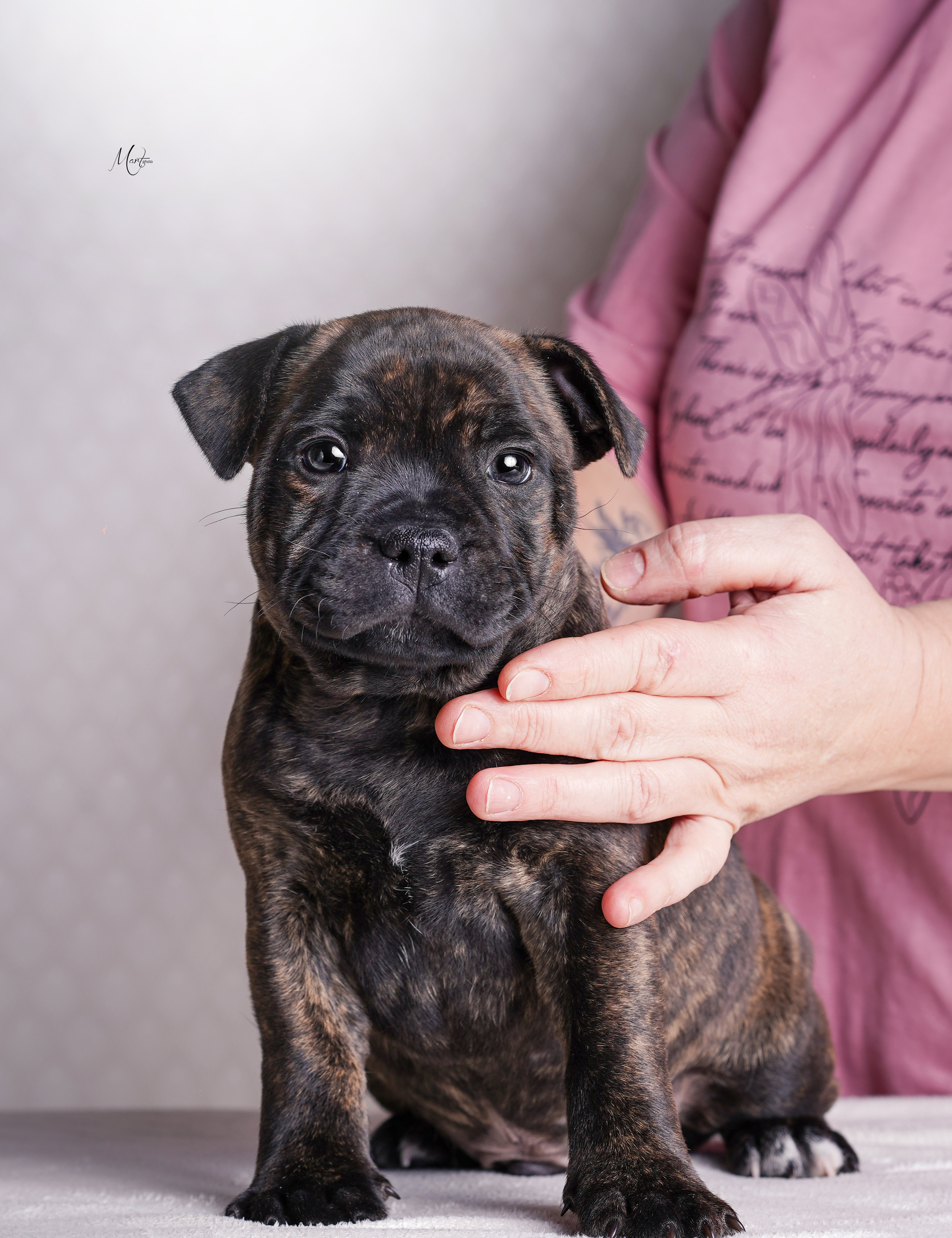 Щенки стаффи. Фотограф-анималист в Санкт-Петербурге Яна Мартынова