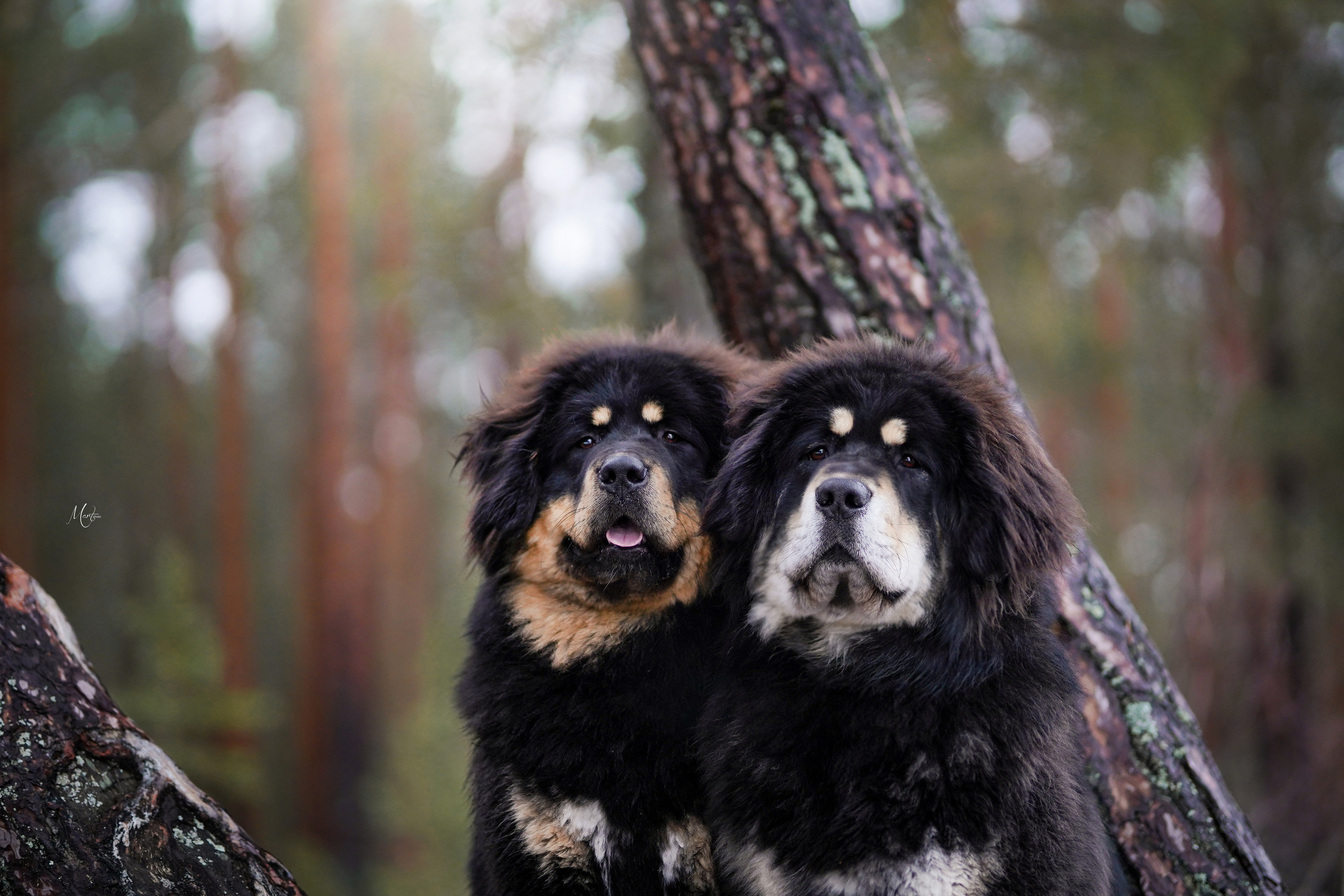 Тибеты. Фотограф-анималист в Санкт-Петербурге Яна Мартынова
