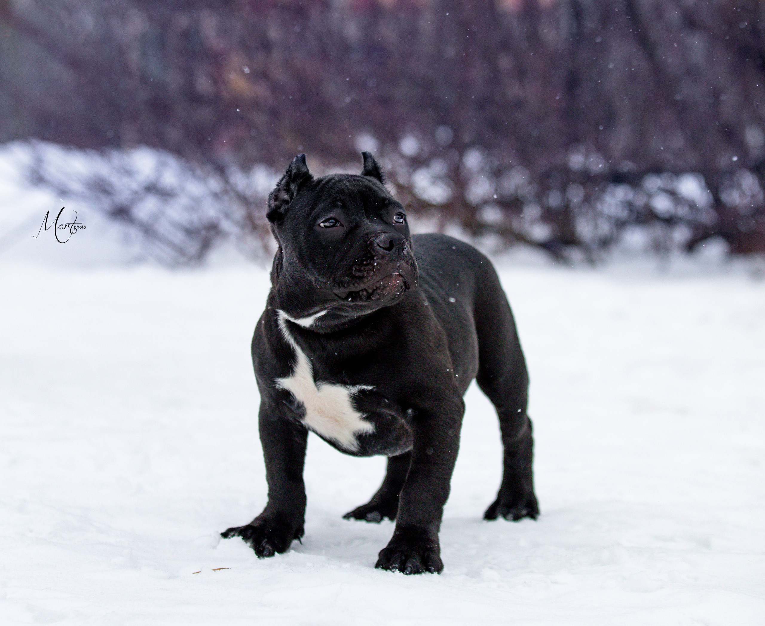 Щенки американского булли. Фотограф-анималист в Санкт-Петербурге Яна Мартынова