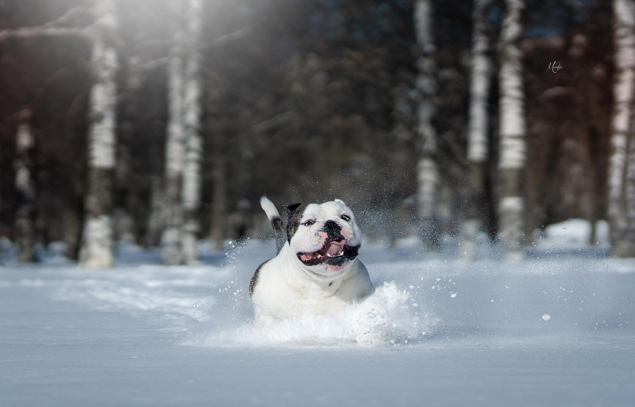 Наташа и Прайм. Фотограф-анималист в Санкт-Петербурге Яна Мартынова