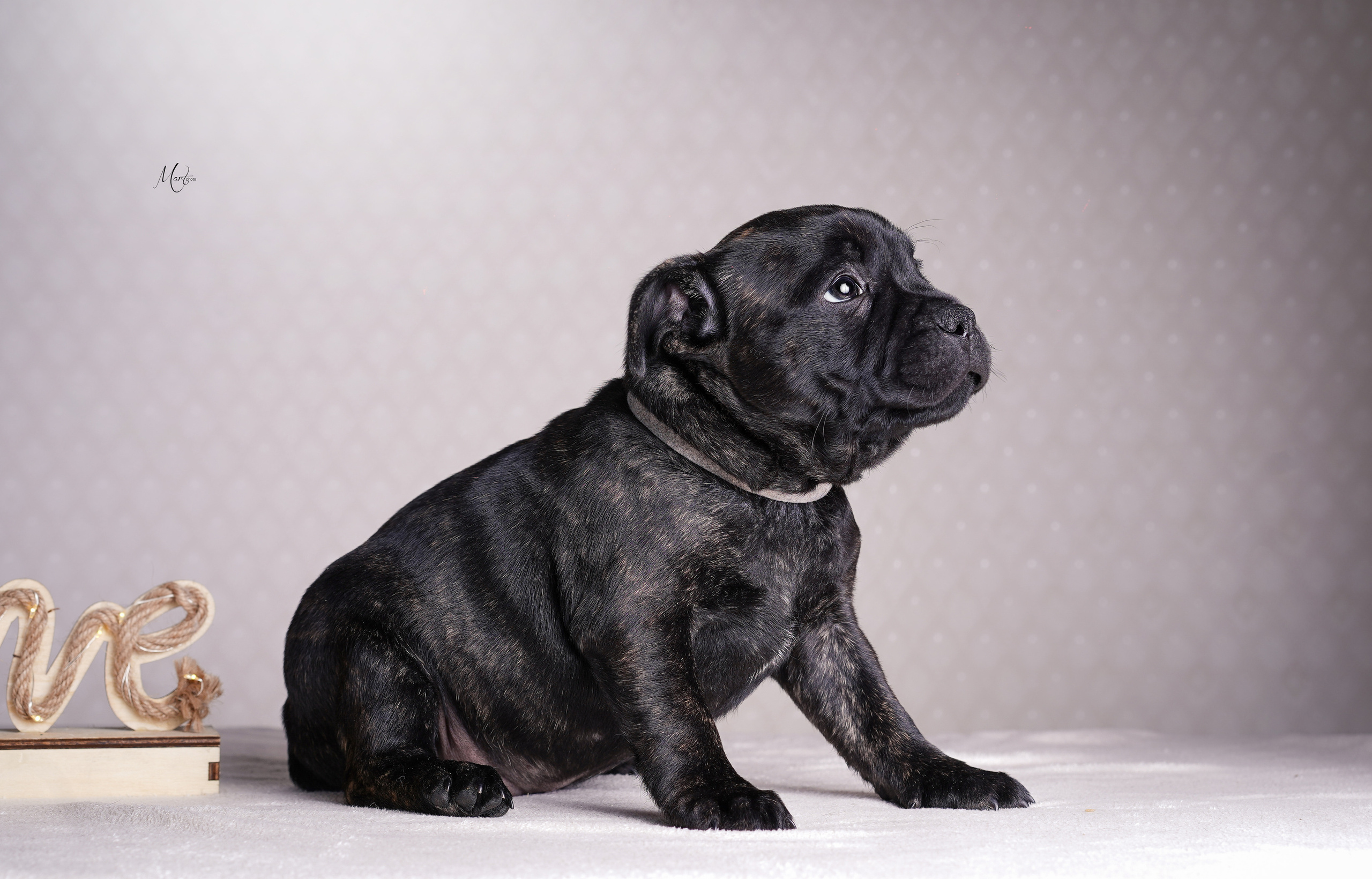 Щенки стаффи. Фотограф-анималист в Санкт-Петербурге Яна Мартынова