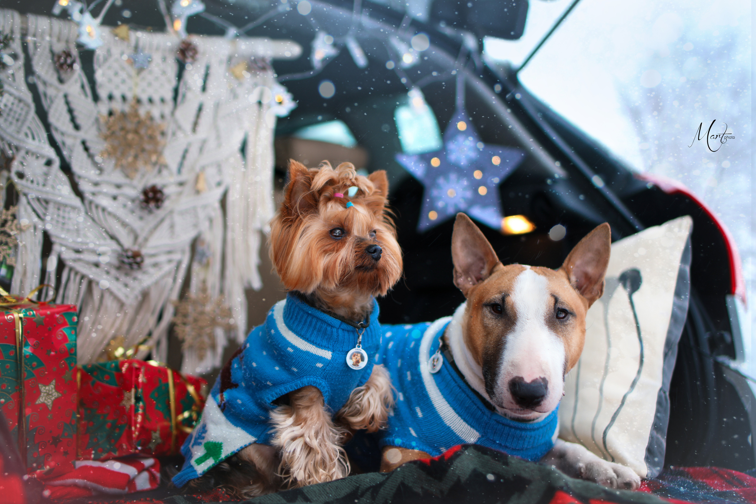 Эффи и Юни. Фотограф-анималист в Санкт-Петербурге Яна Мартынова