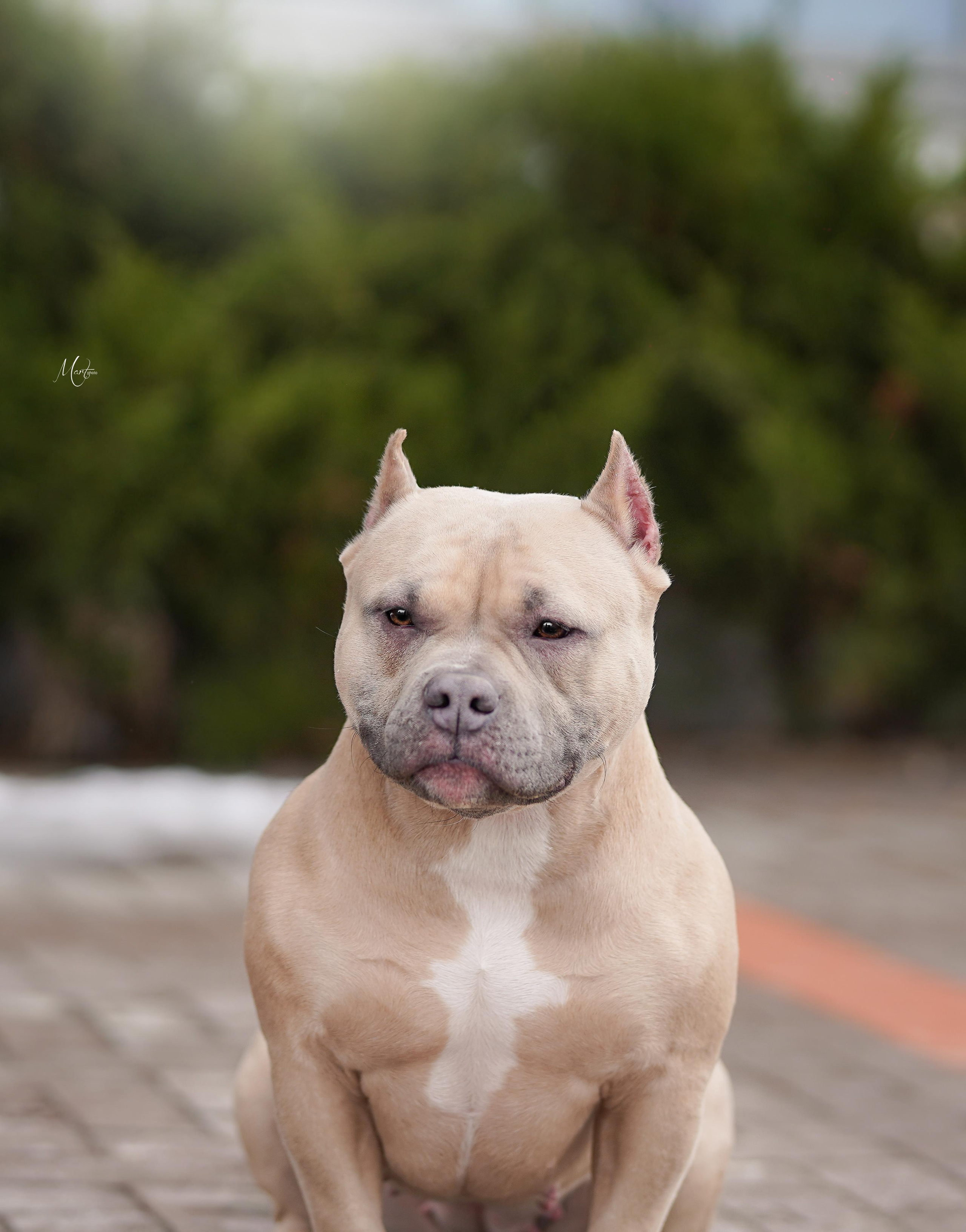 Экстерьерная съемка 2023. Фотограф-анималист в Санкт-Петербурге Яна Мартынова