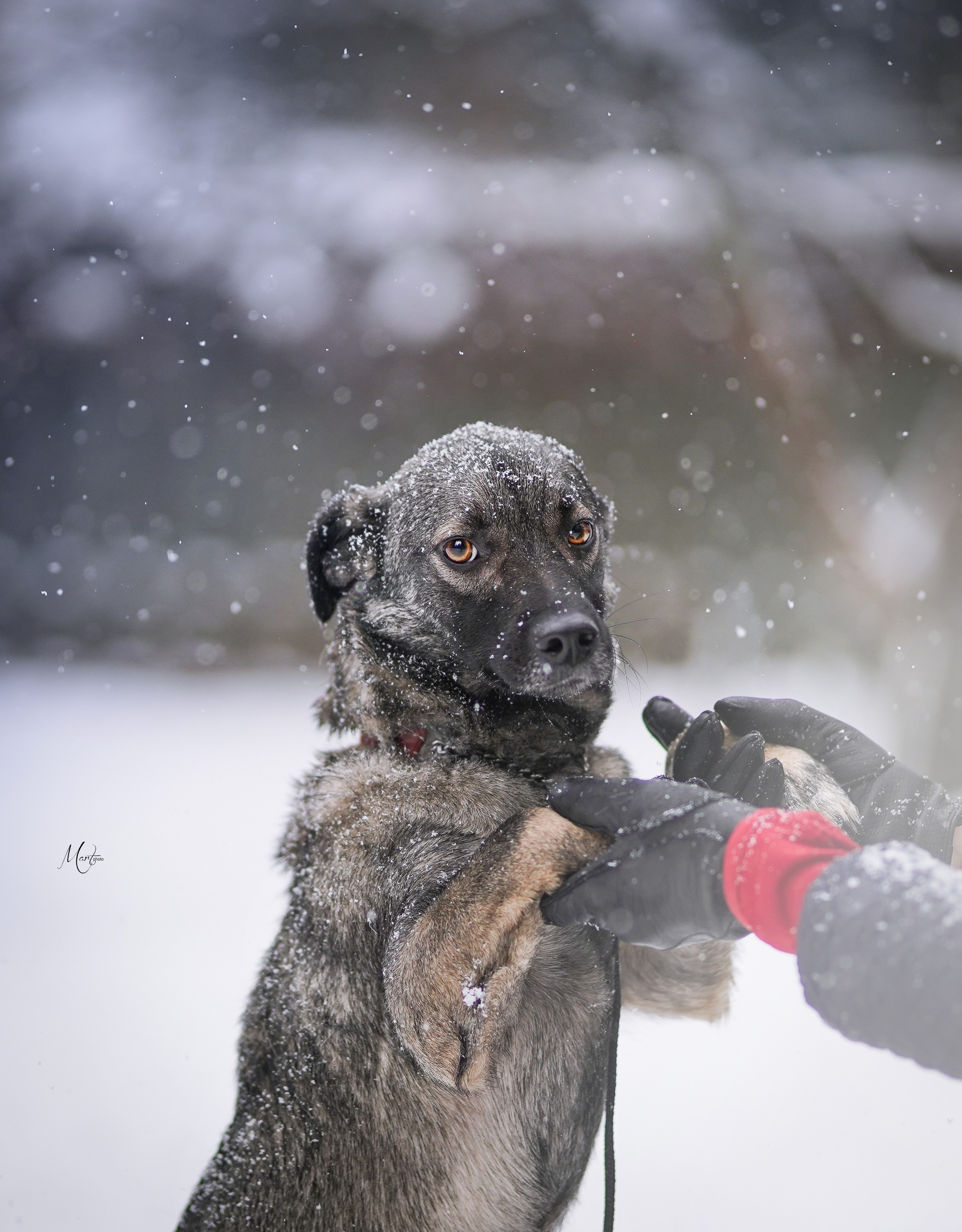 Ищут дом. Фотограф-анималист в Санкт-Петербурге Яна Мартынова