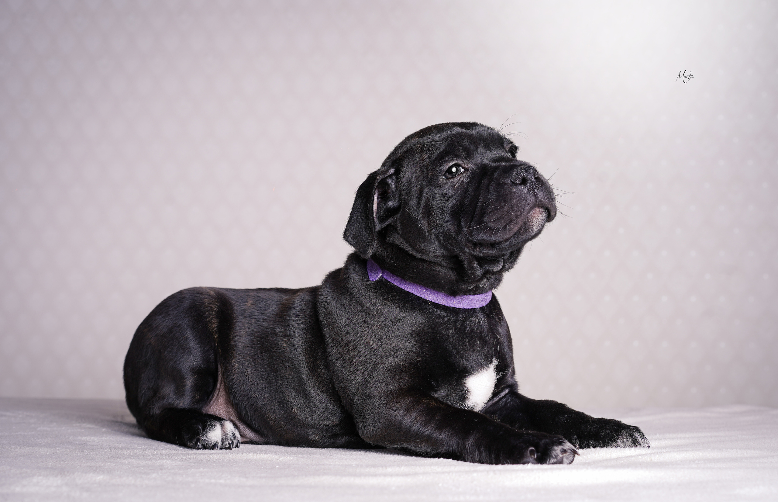 Щенки стаффи. Фотограф-анималист в Санкт-Петербурге Яна Мартынова