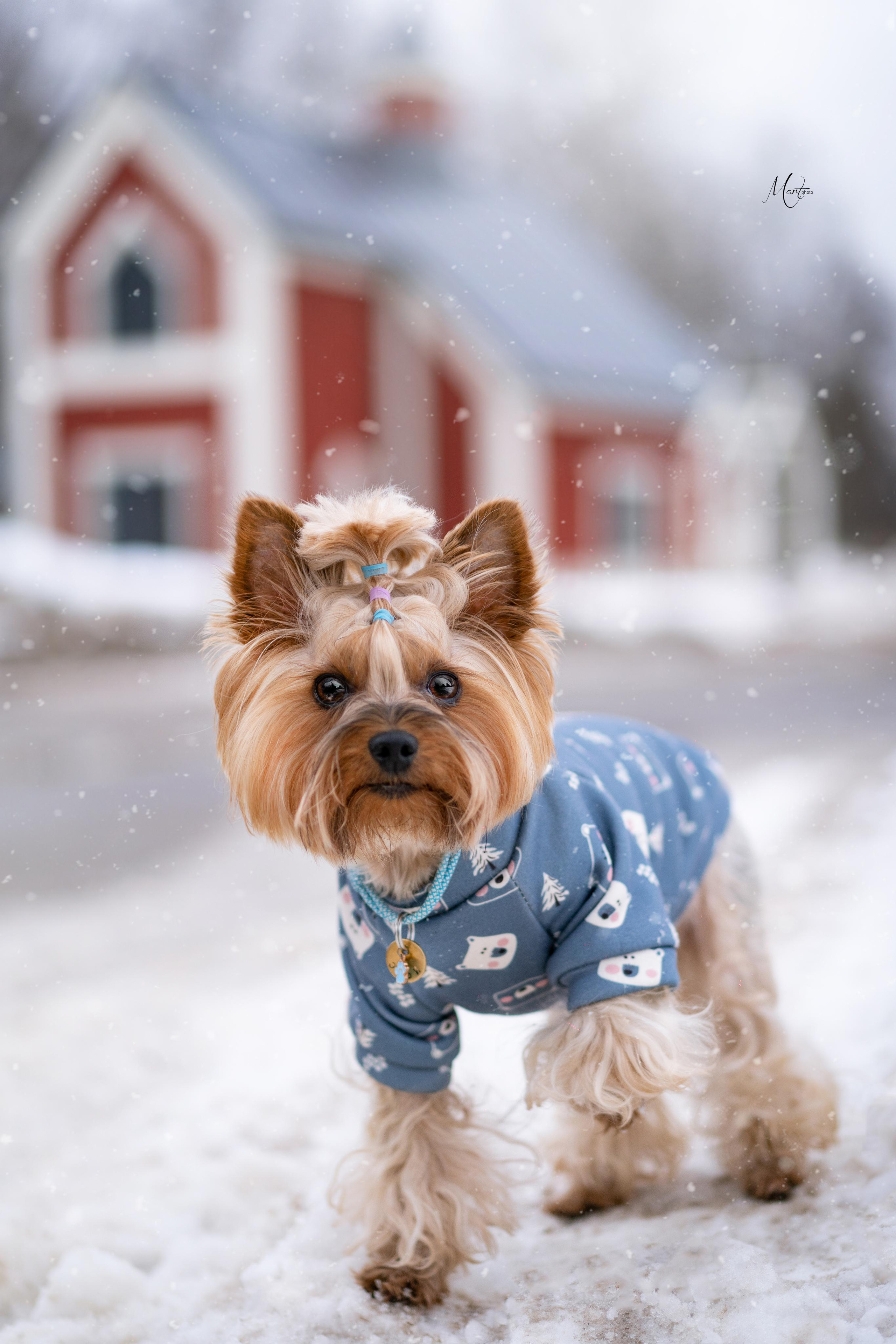 Эффи, Юни зима 23'. Фотограф-анималист в Санкт-Петербурге Яна Мартынова