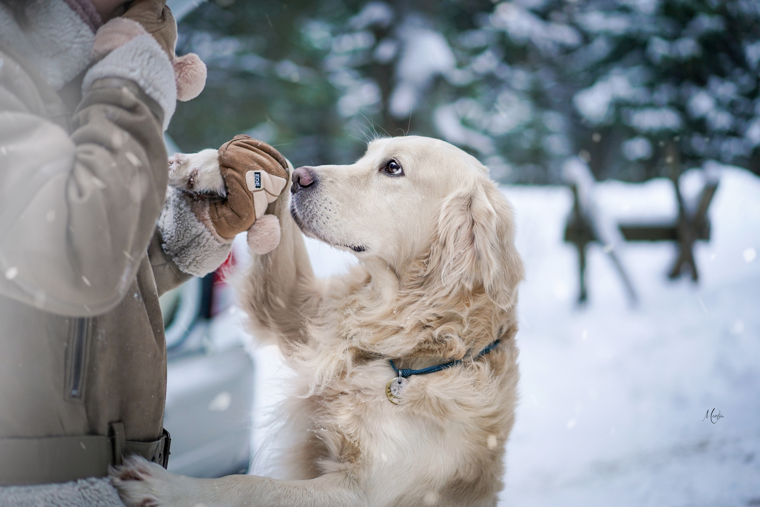 Настя и Арчи. Фотограф-анималист в Санкт-Петербурге Яна Мартынова
