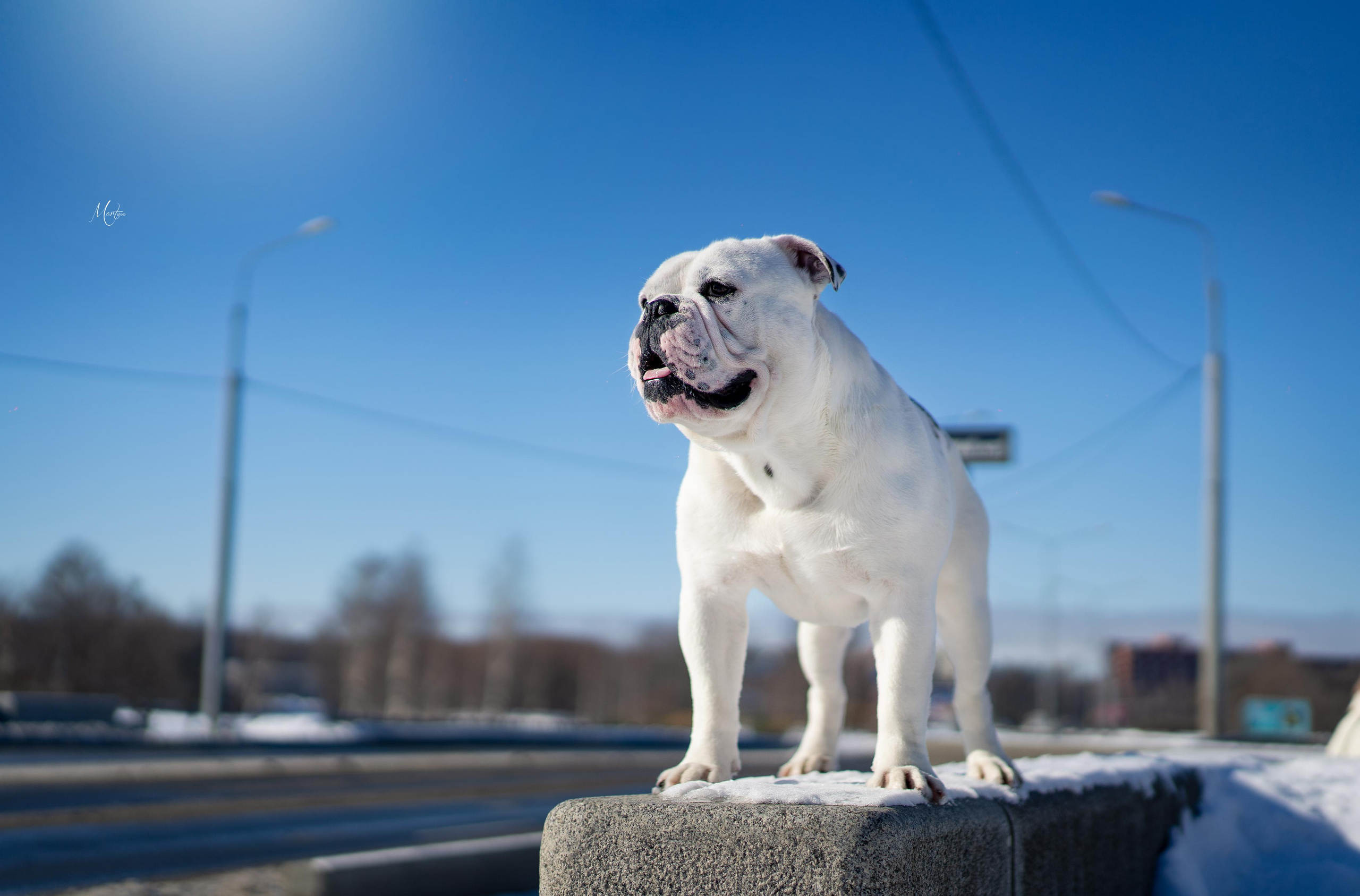 Наташа и Прайм. Фотограф-анималист в Санкт-Петербурге Яна Мартынова