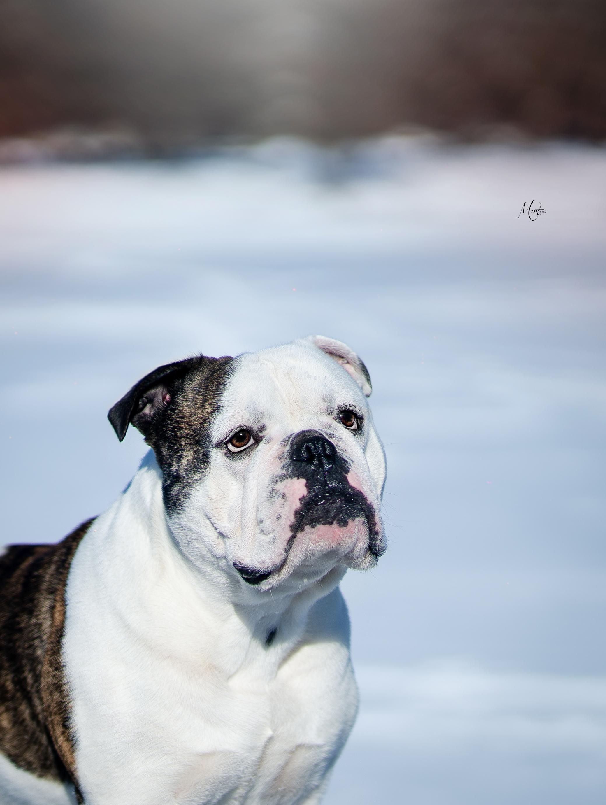 Наташа и Прайм. Фотограф-анималист в Санкт-Петербурге Яна Мартынова