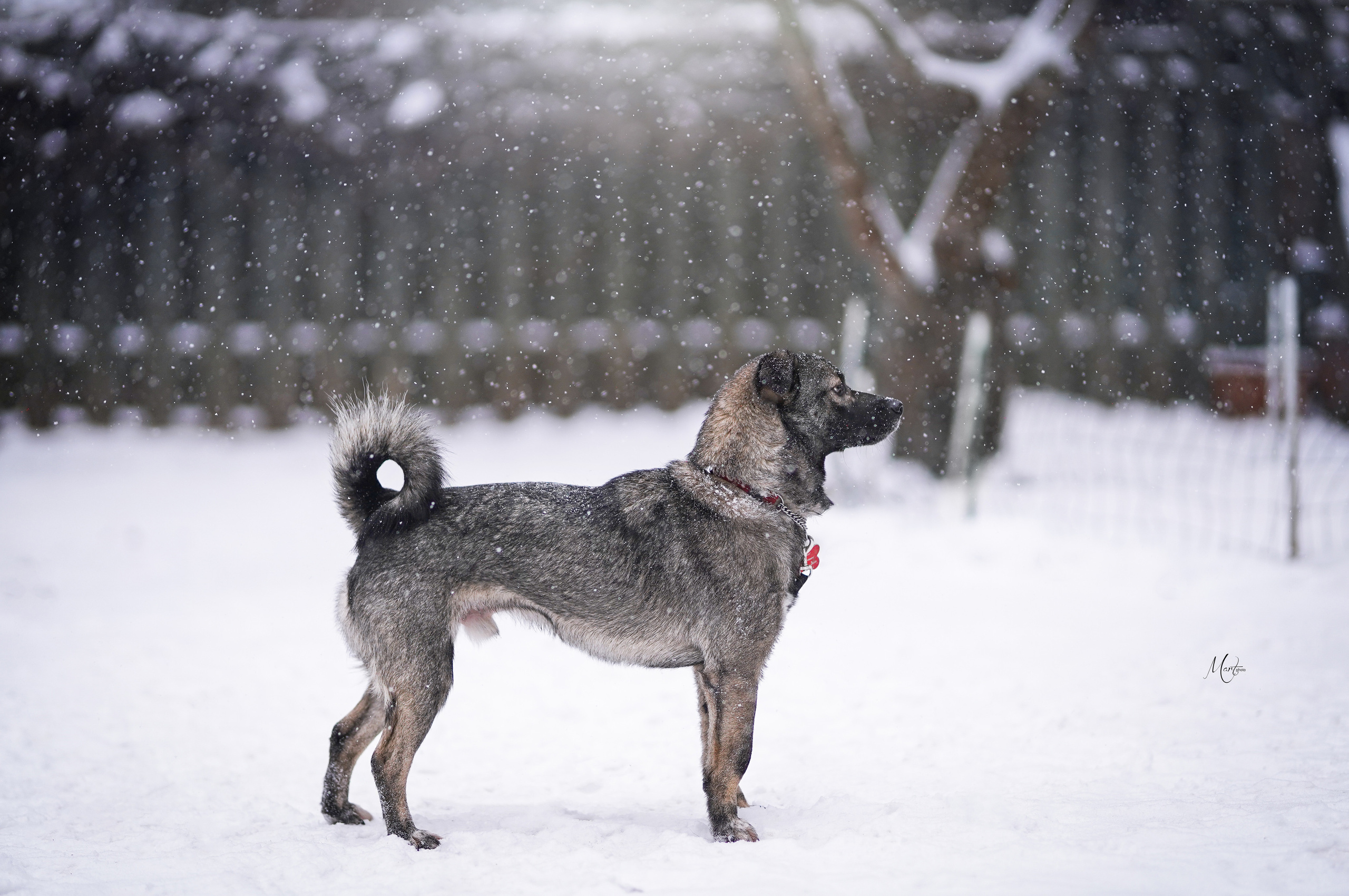 Ищут дом. Фотограф-анималист в Санкт-Петербурге Яна Мартынова