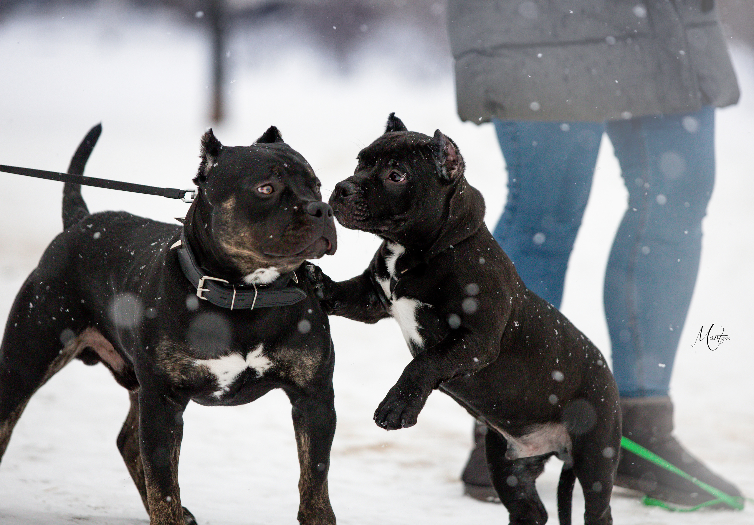 Щенки американского булли. Фотограф-анималист в Санкт-Петербурге Яна Мартынова