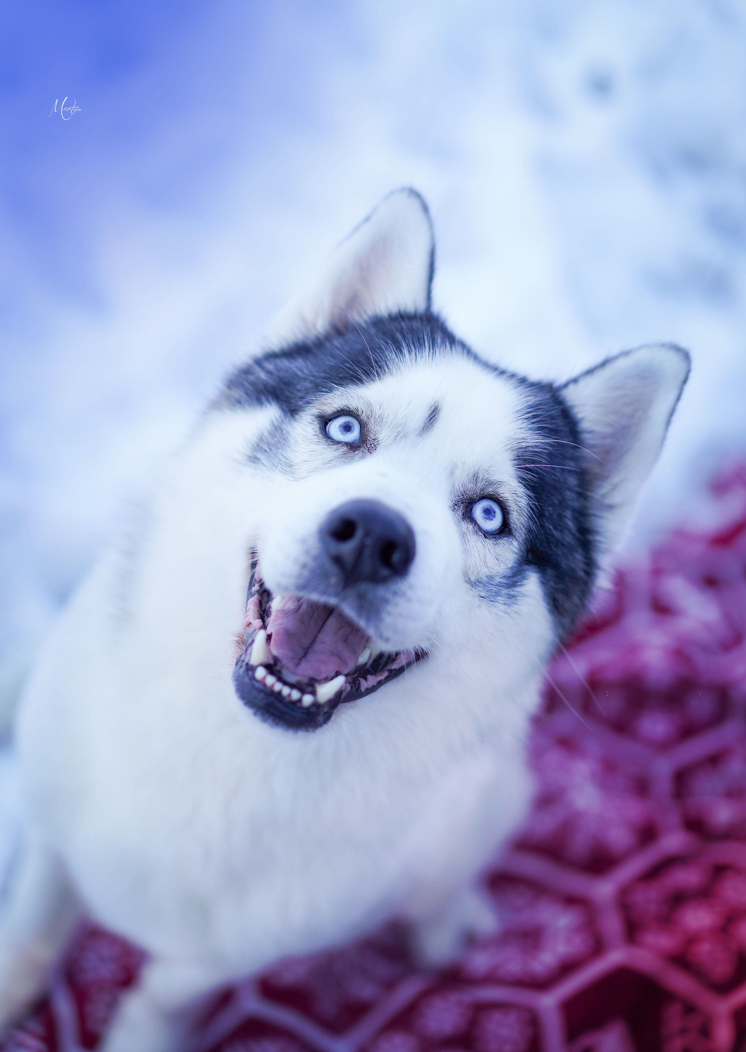 Саша и хаски зима. Фотограф-анималист в Санкт-Петербурге Яна Мартынова