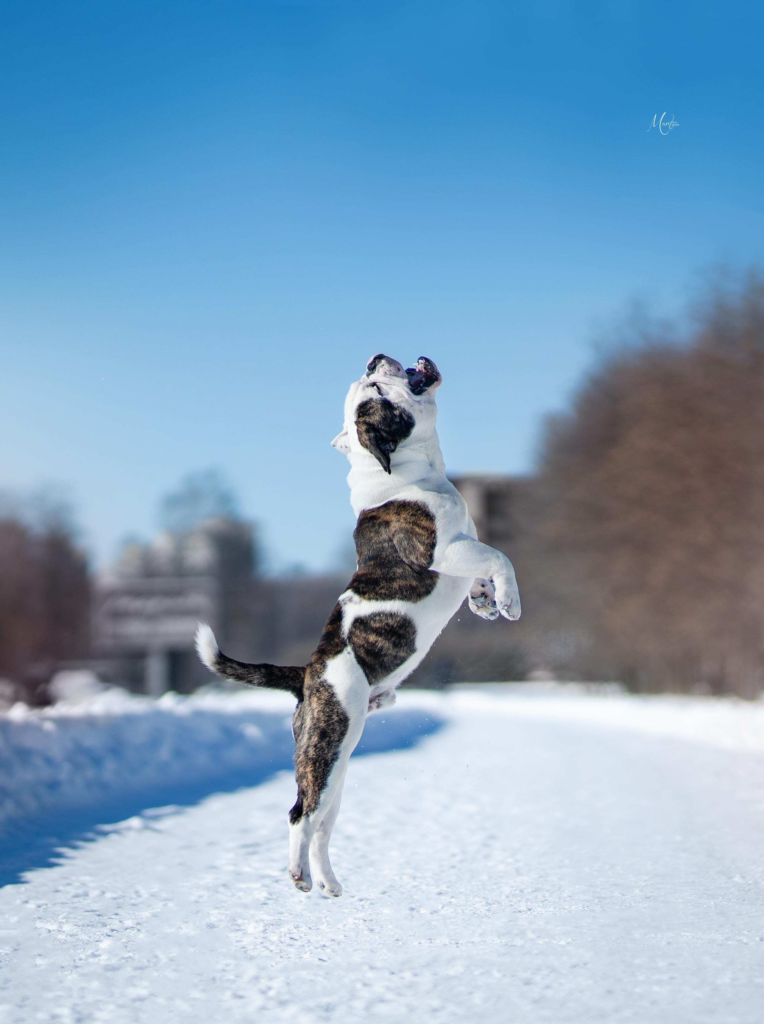 Наташа и Прайм. Фотограф-анималист в Санкт-Петербурге Яна Мартынова