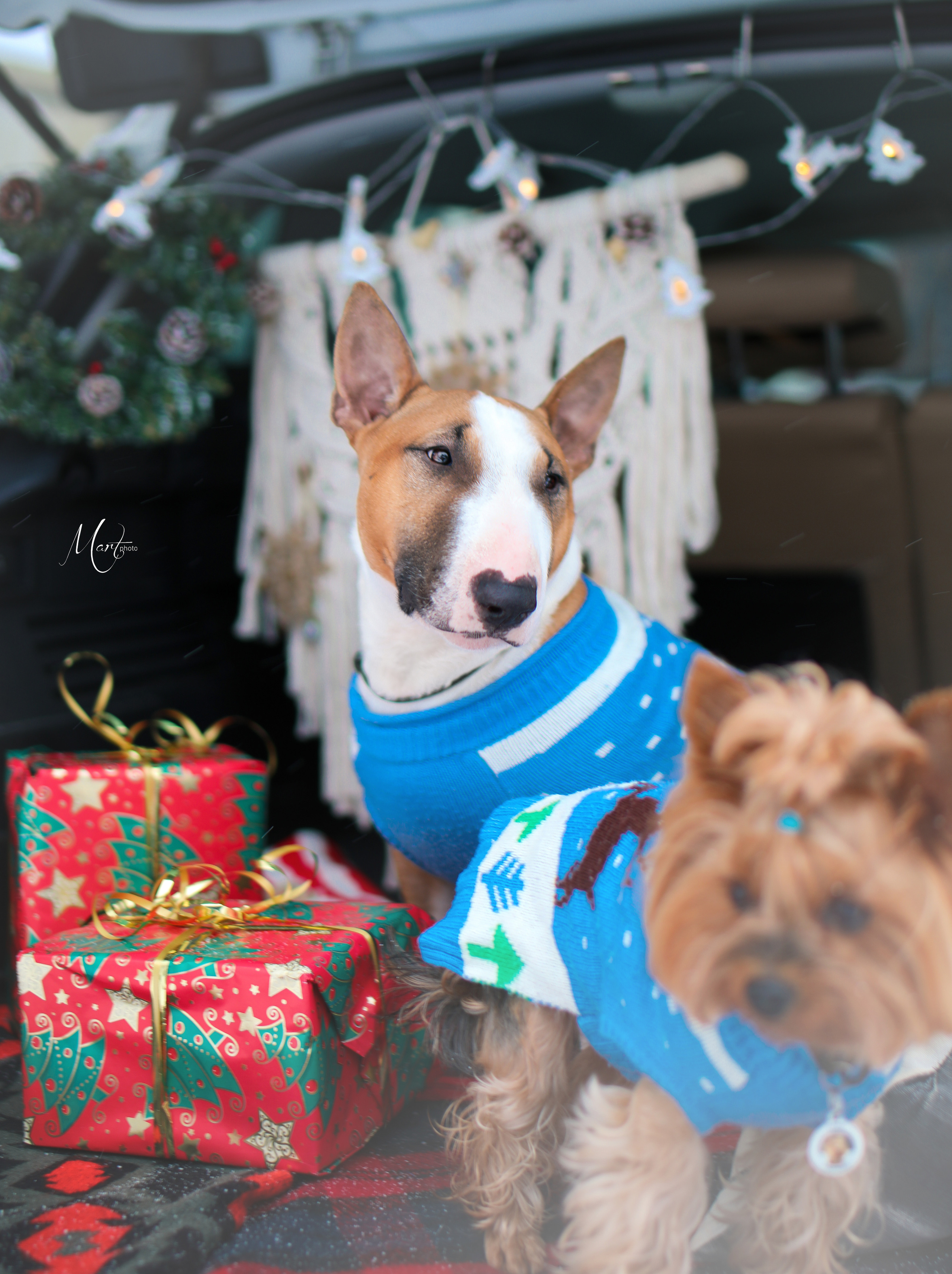 Эффи и Юни. Фотограф-анималист в Санкт-Петербурге Яна Мартынова