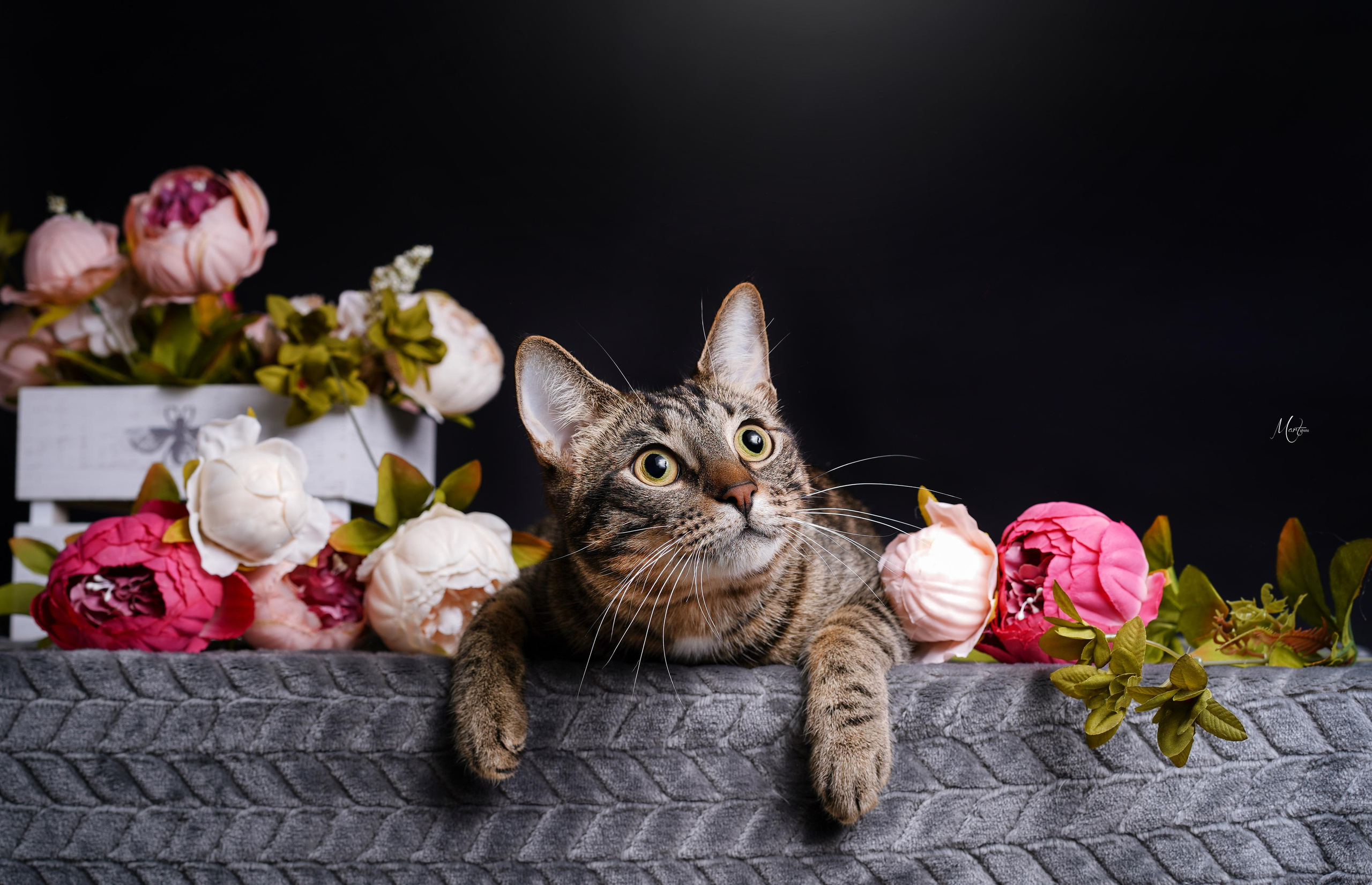 Маффин и Сэм в цветах. Фотограф-анималист в Санкт-Петербурге Яна Мартынова