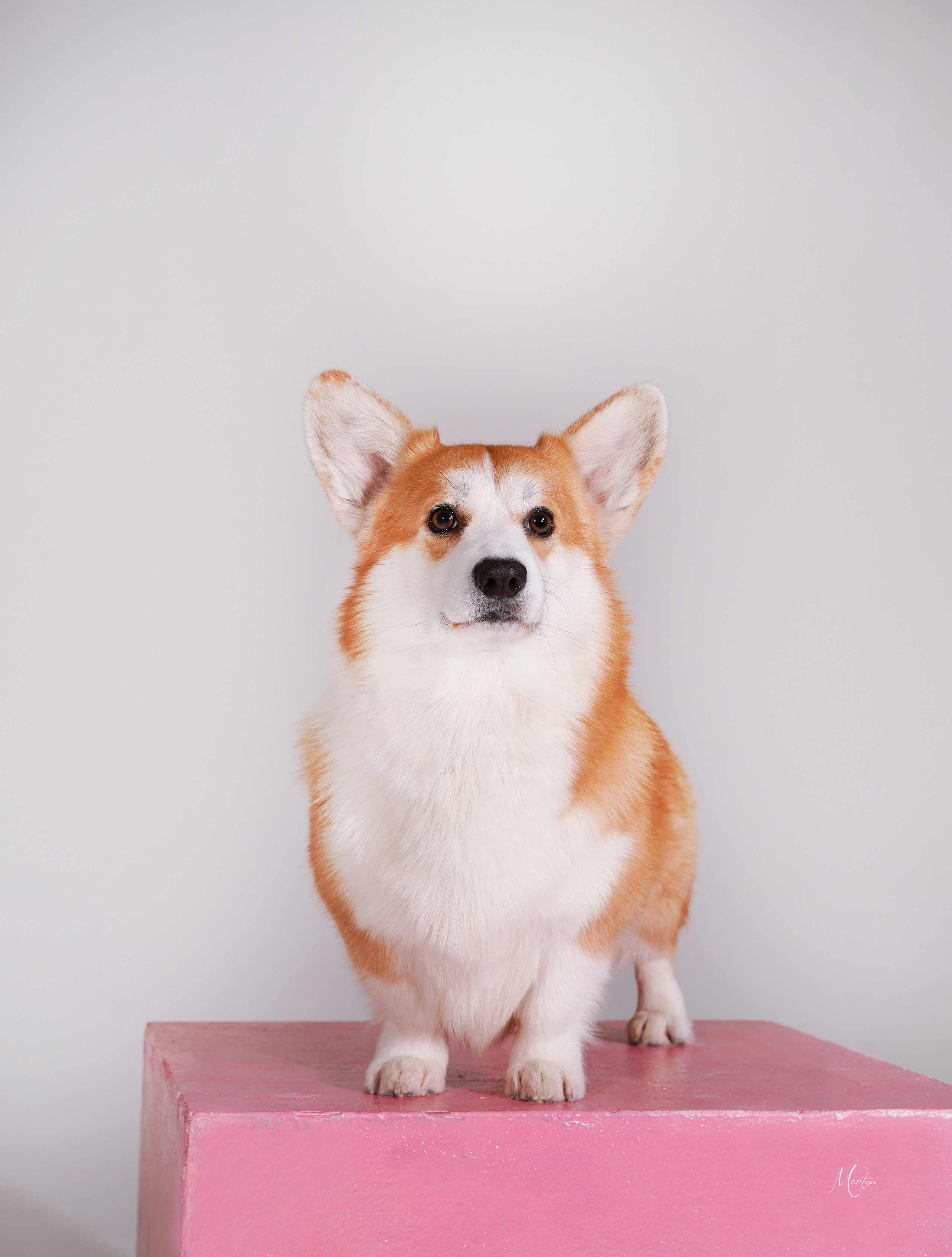 Экстерьерная съемка 2023. Фотограф-анималист в Санкт-Петербурге Яна Мартынова